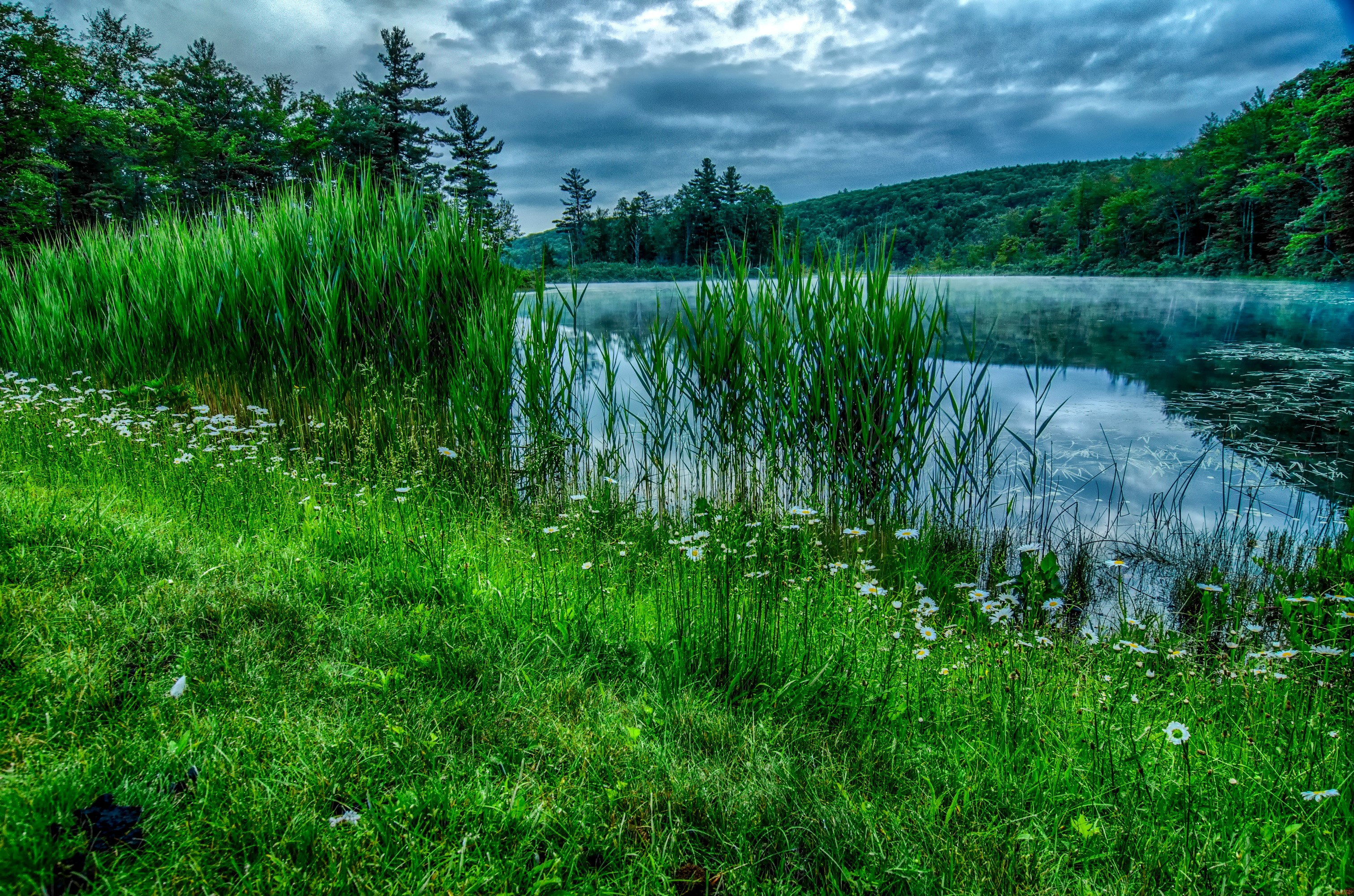 Misty Lake with Reeds and Wildflowers HD Wallpaper