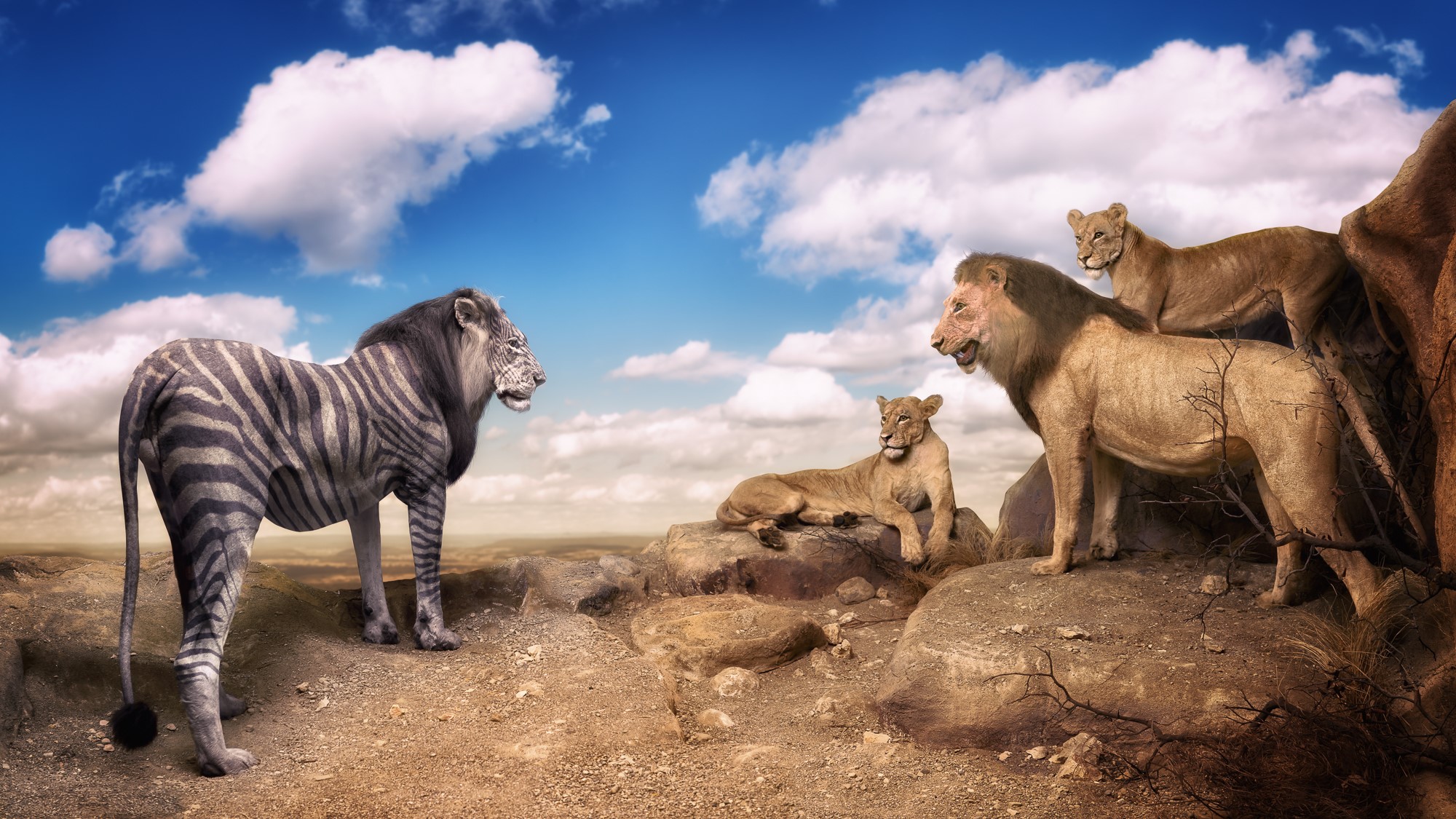 Lion-zebra hybrid faces a pride of lions HD Wallpaper