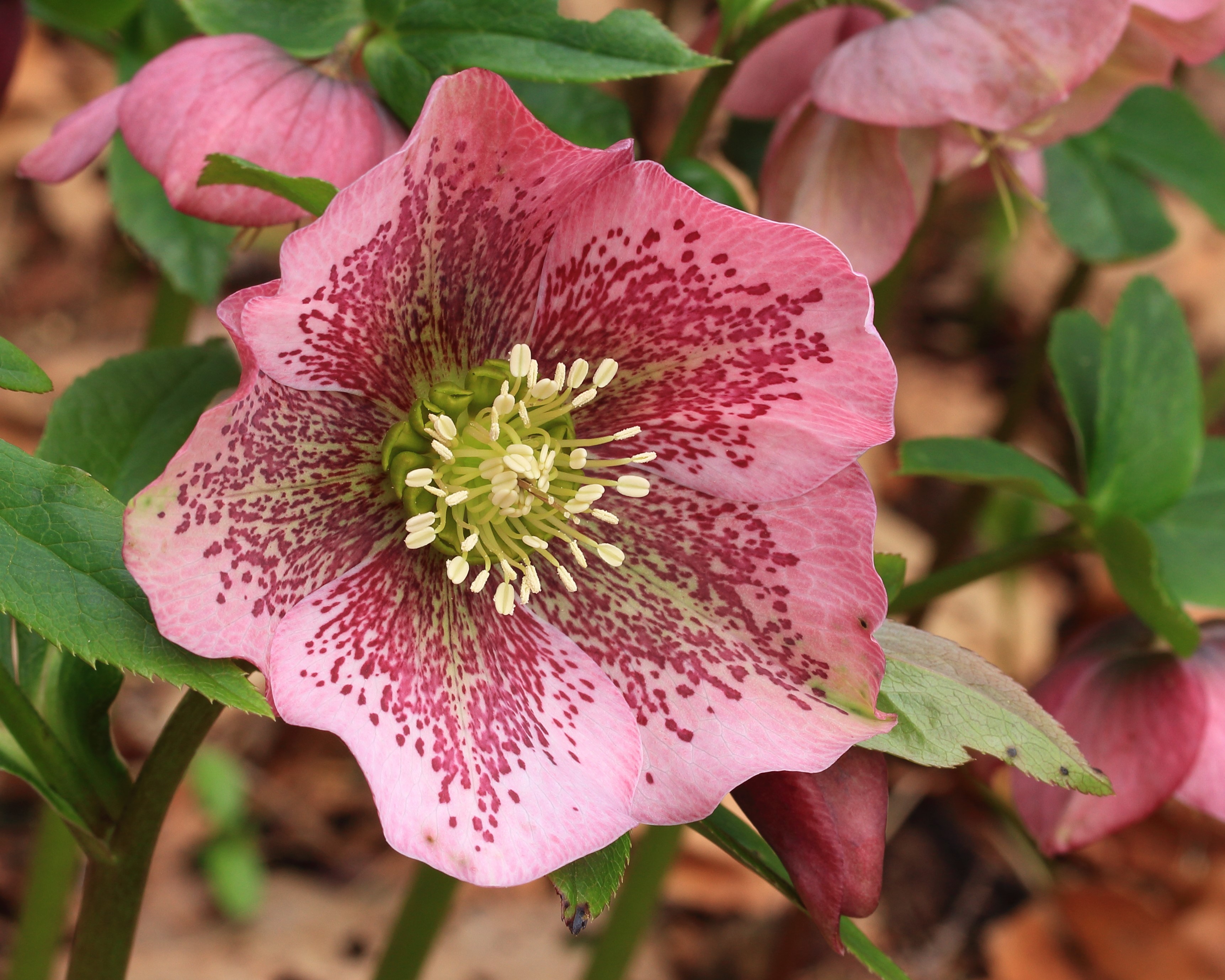 Pink Hellebore flower with speckled petals HD Wallpaper