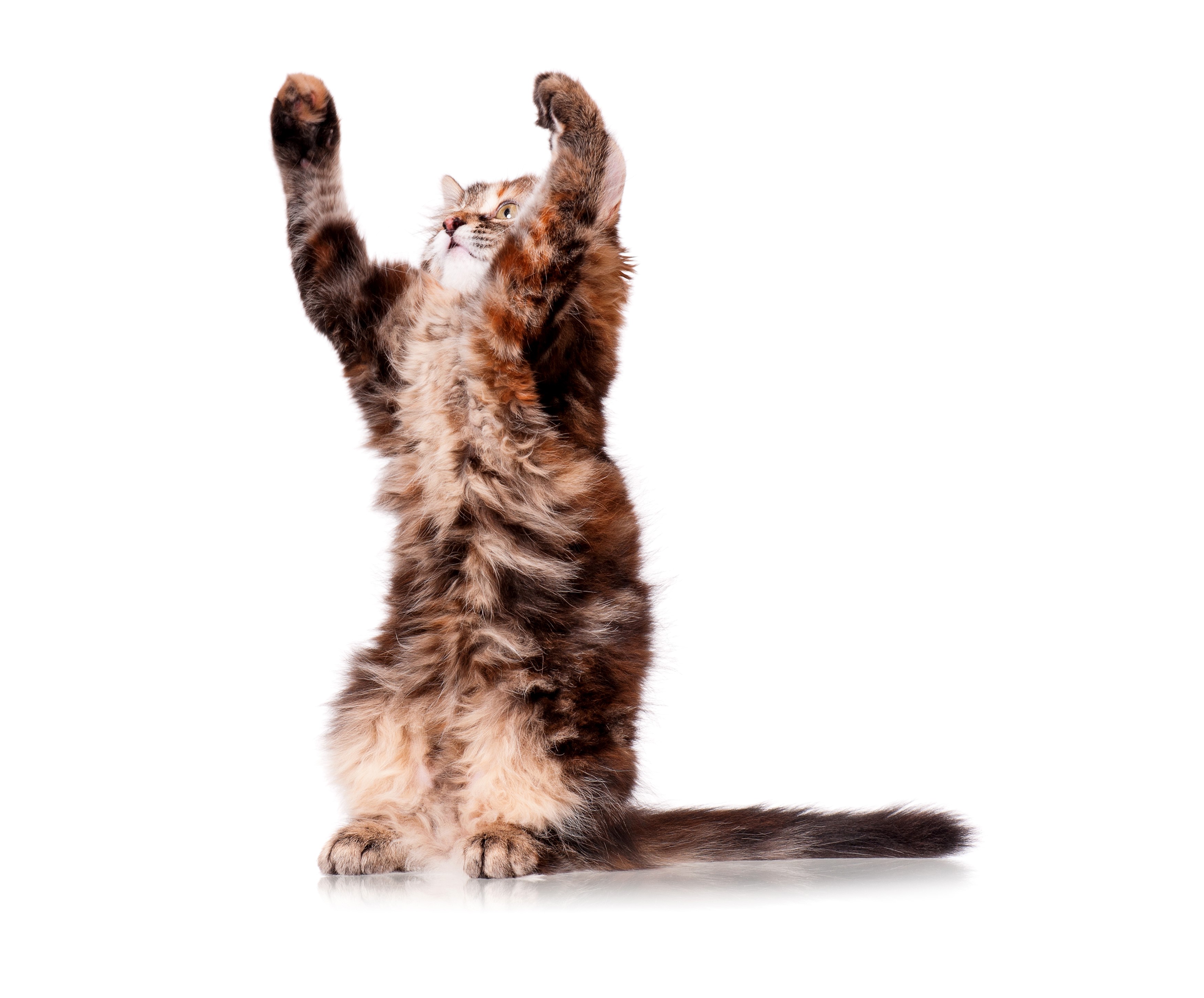 A tortoiseshell cat stands on its hind legs with its paws raised. HD Wallpaper