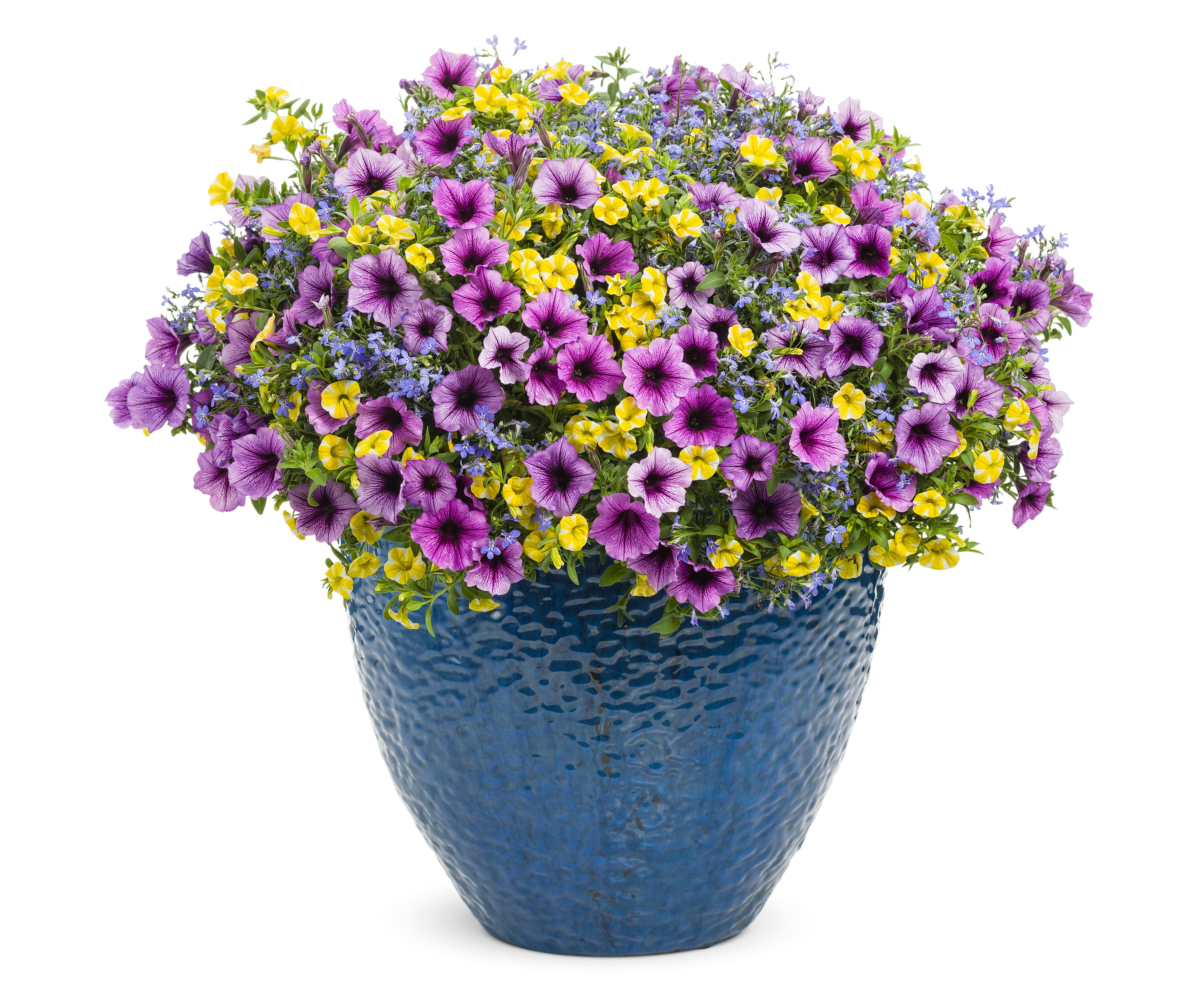Purple and Yellow Petunias in Blue Vase HD Wallpaper