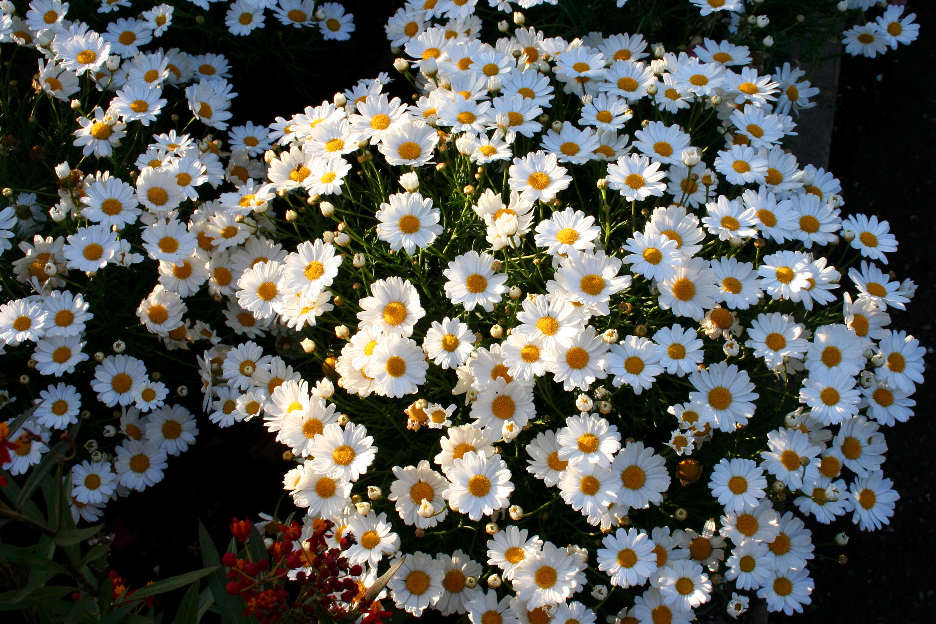 A cluster of white daisies with yellow centers HD Wallpaper