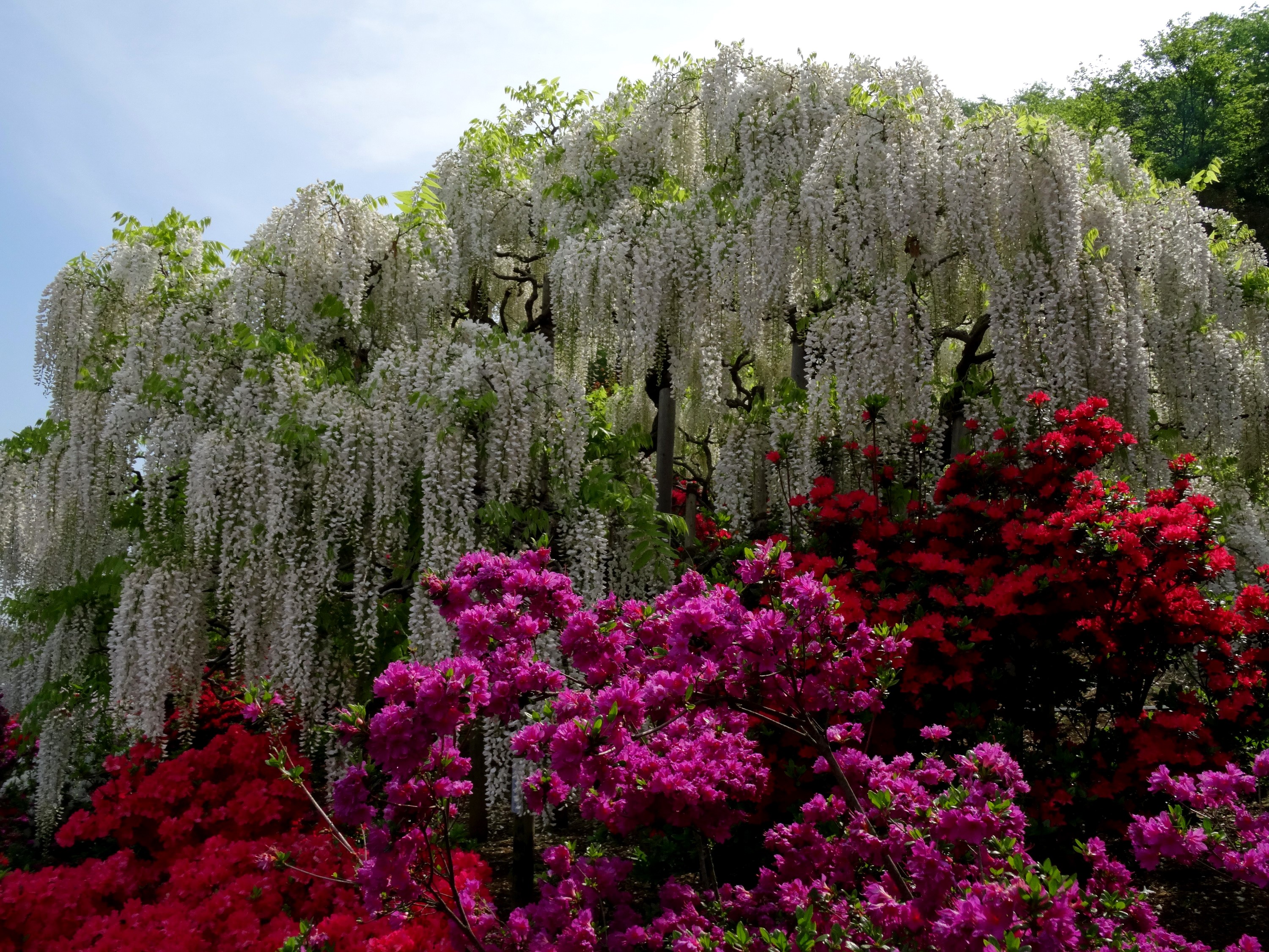 White Wisteria and Rhododendrons in a Japanese Park HD Wallpaper