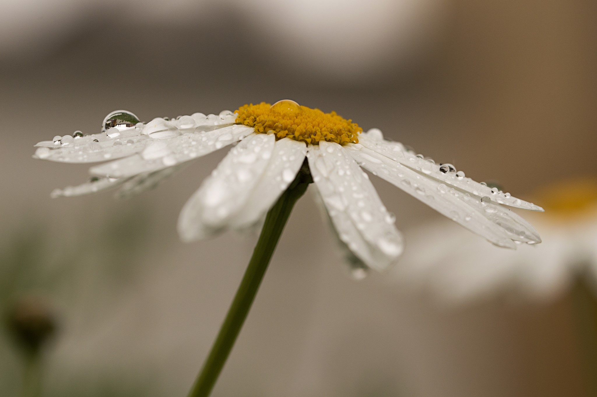 Daisy with water drops HD Wallpaper