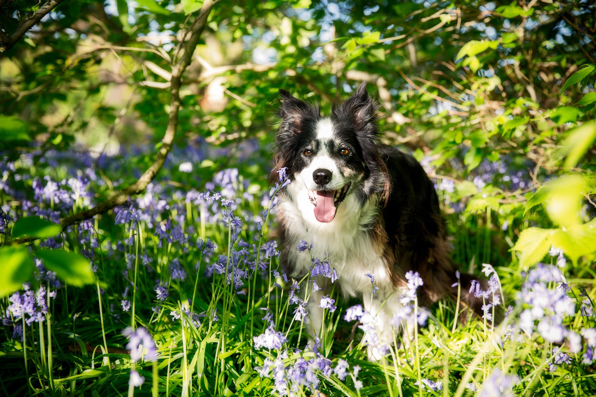 Border Collie dog in a field of bluebells HD Wallpaper