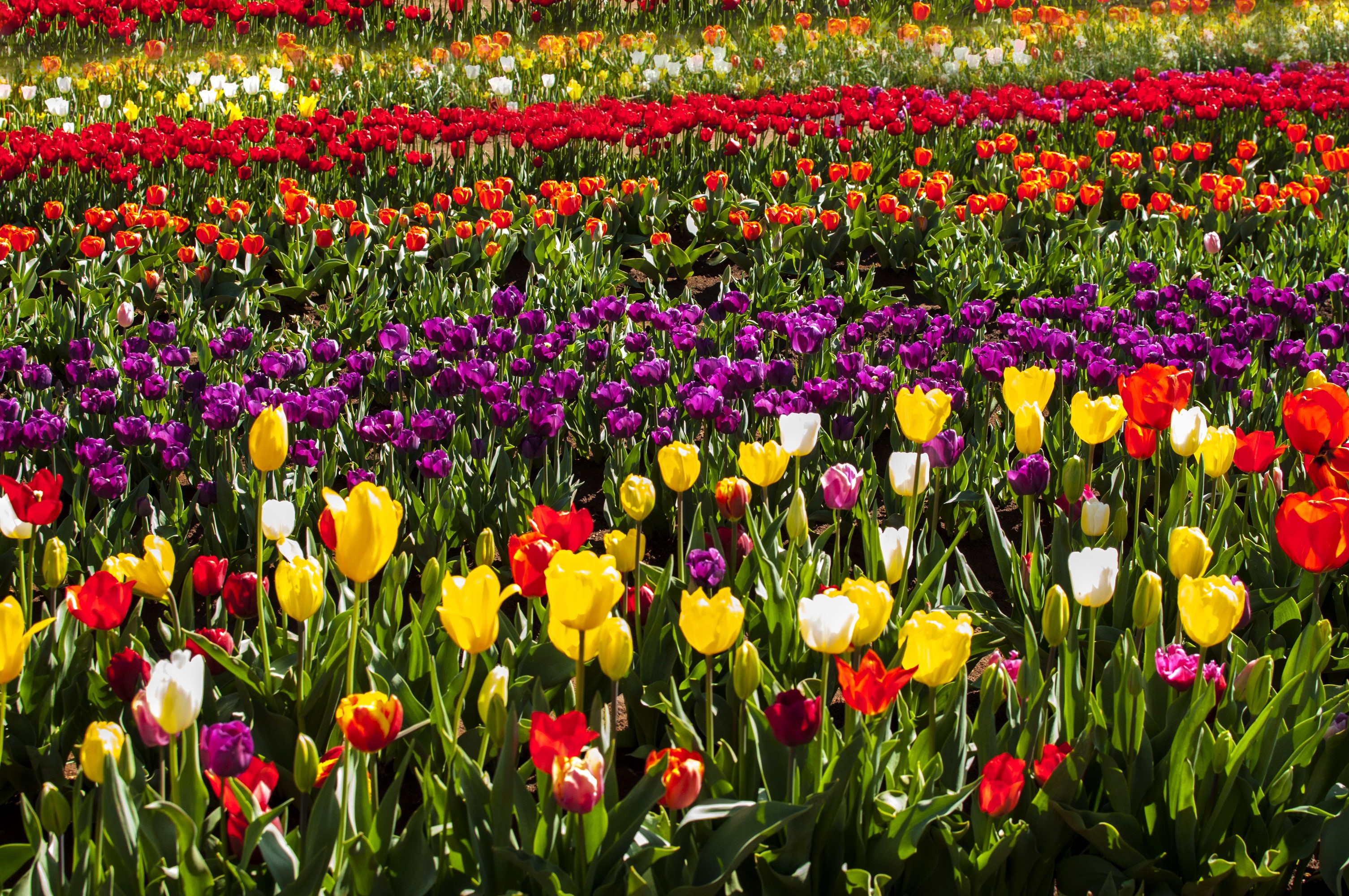 Field of colorful tulips HD Wallpaper