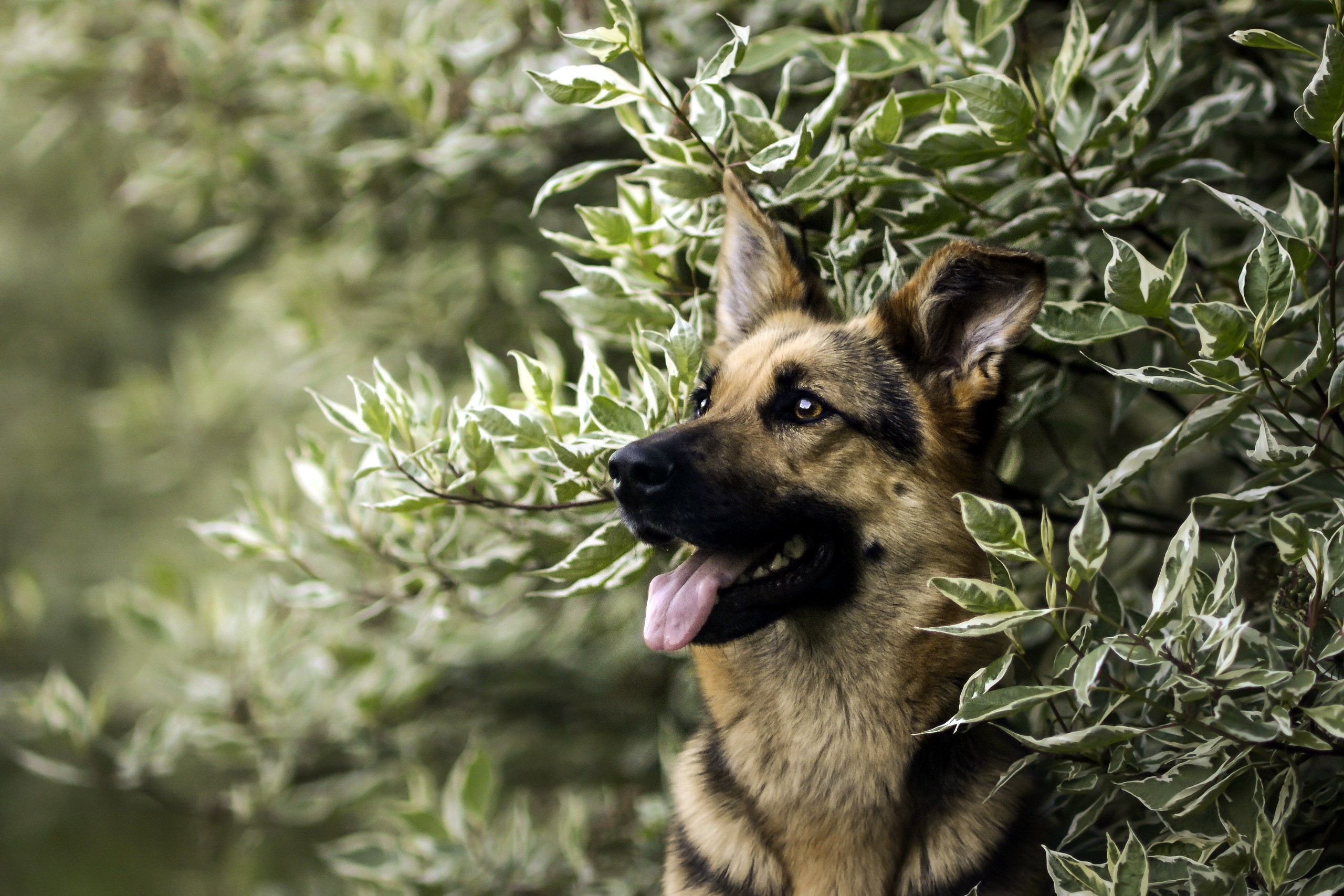 German Shepherd dog in green shrubs HD Wallpaper