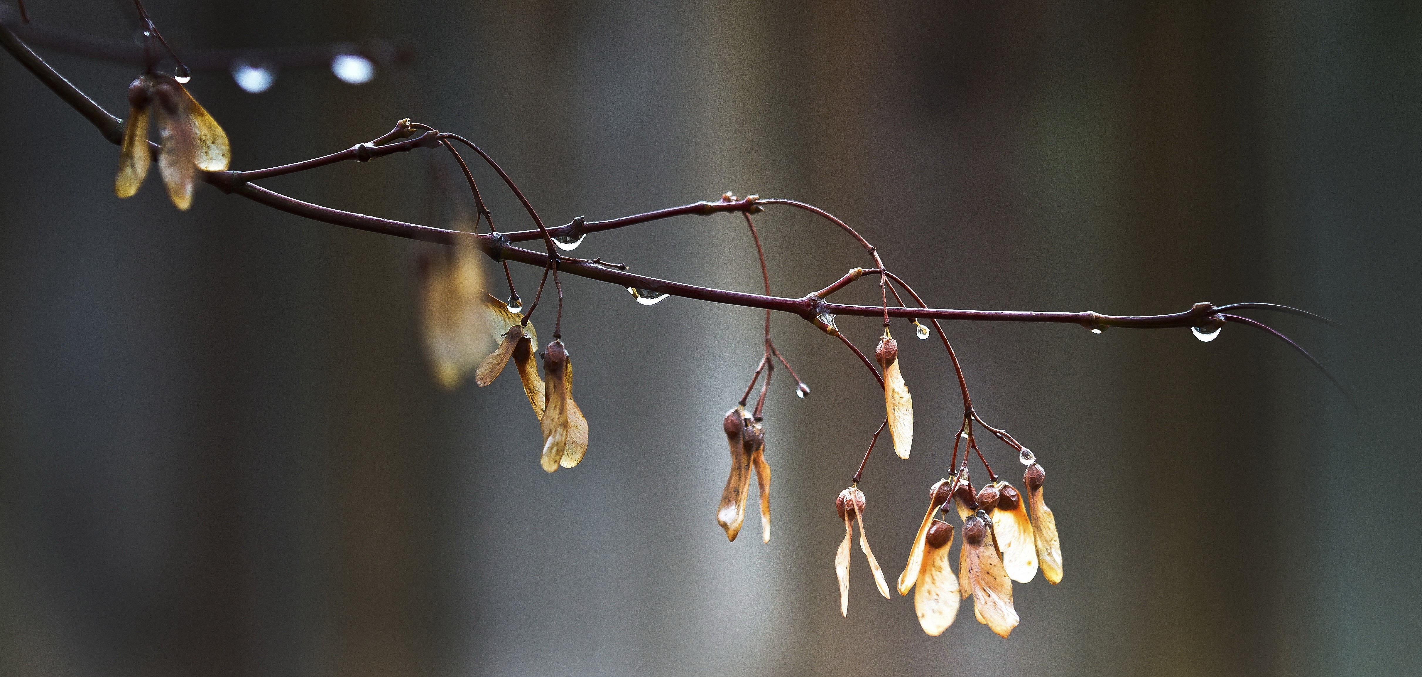 Tree branches with seeds and water drops HD Wallpaper
