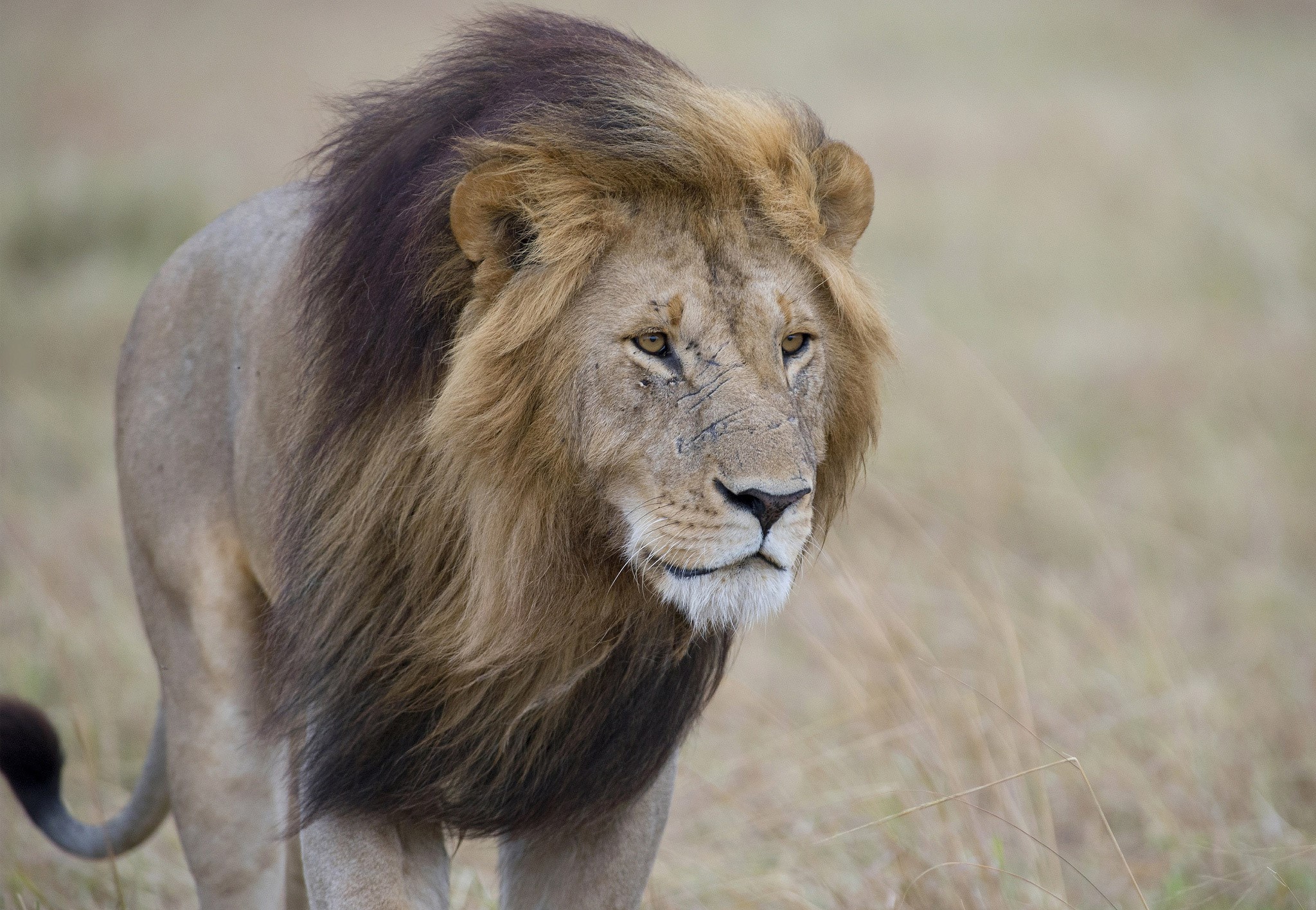 Lion walking in tall grass HD Wallpaper