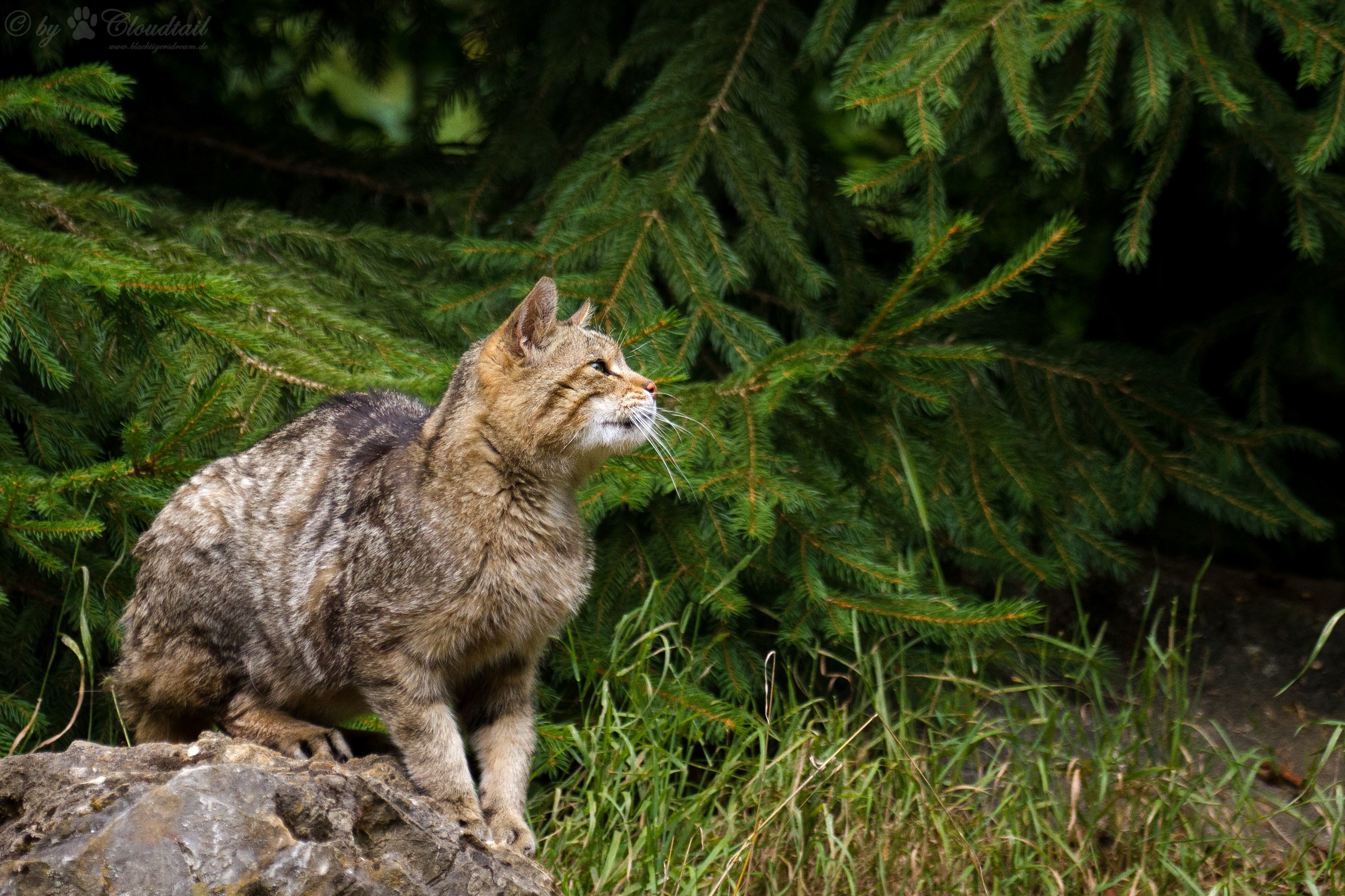 Wildcat sitting on a rock near pine trees HD Wallpaper