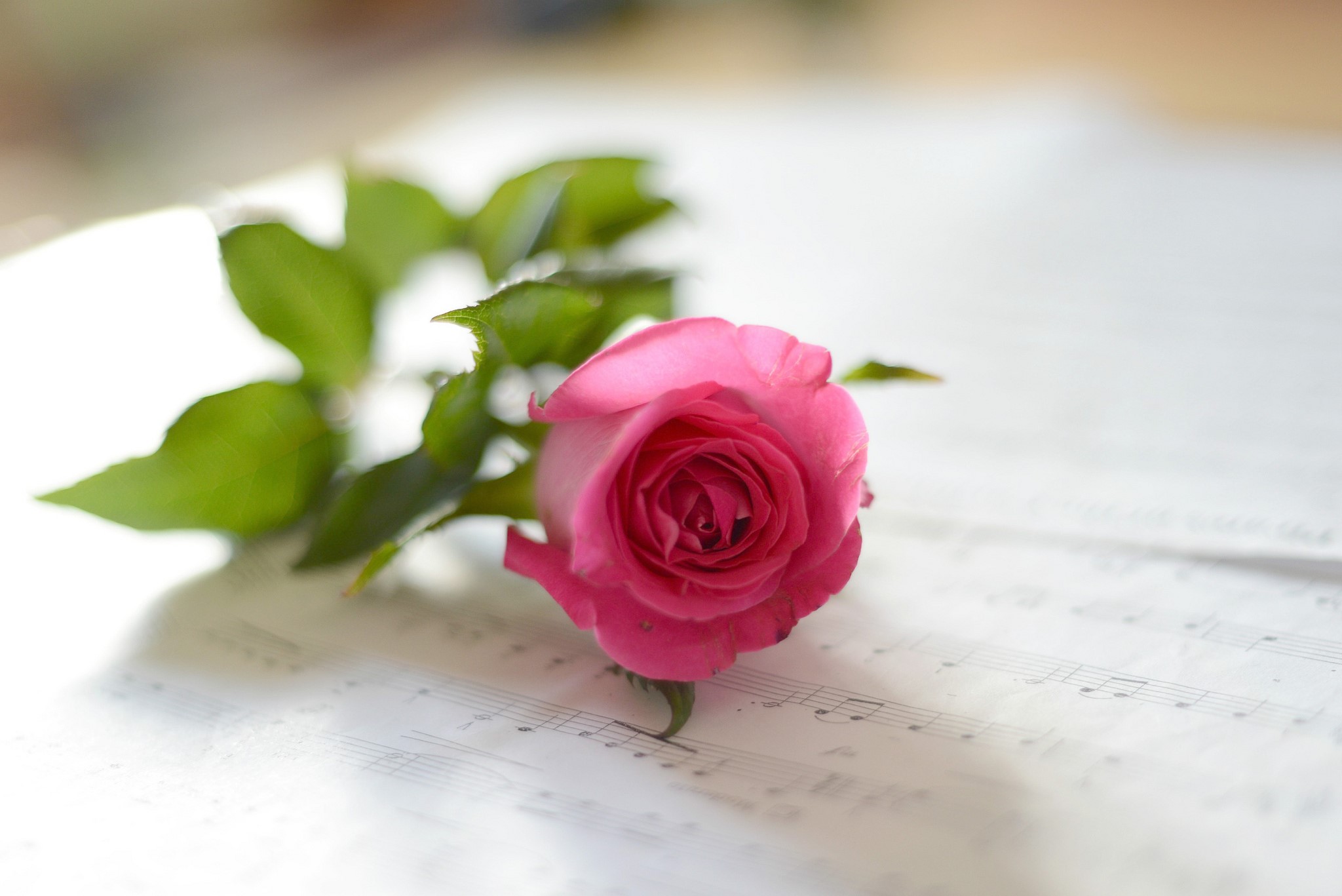 Pink rose on sheet music HD Wallpaper
