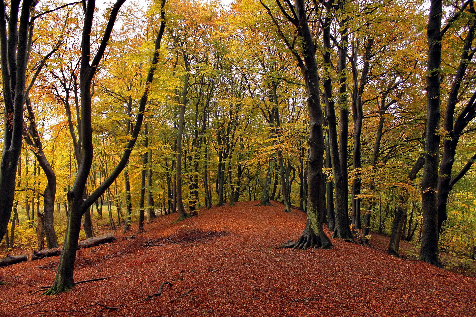 Autumn forest path covered in fallen leaves HD Wallpaper