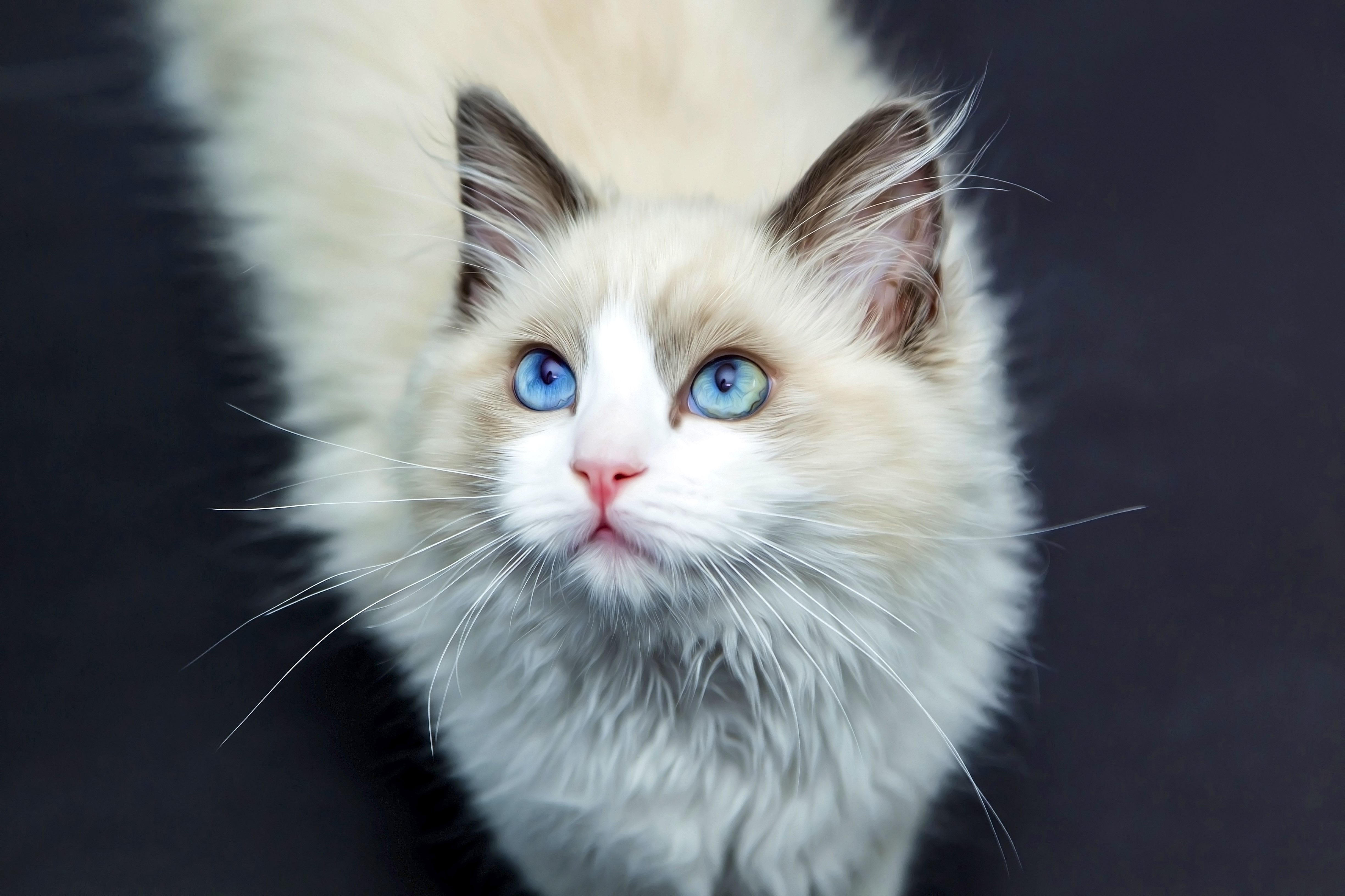 Ragdoll cat with blue eyes looking up HD Wallpaper
