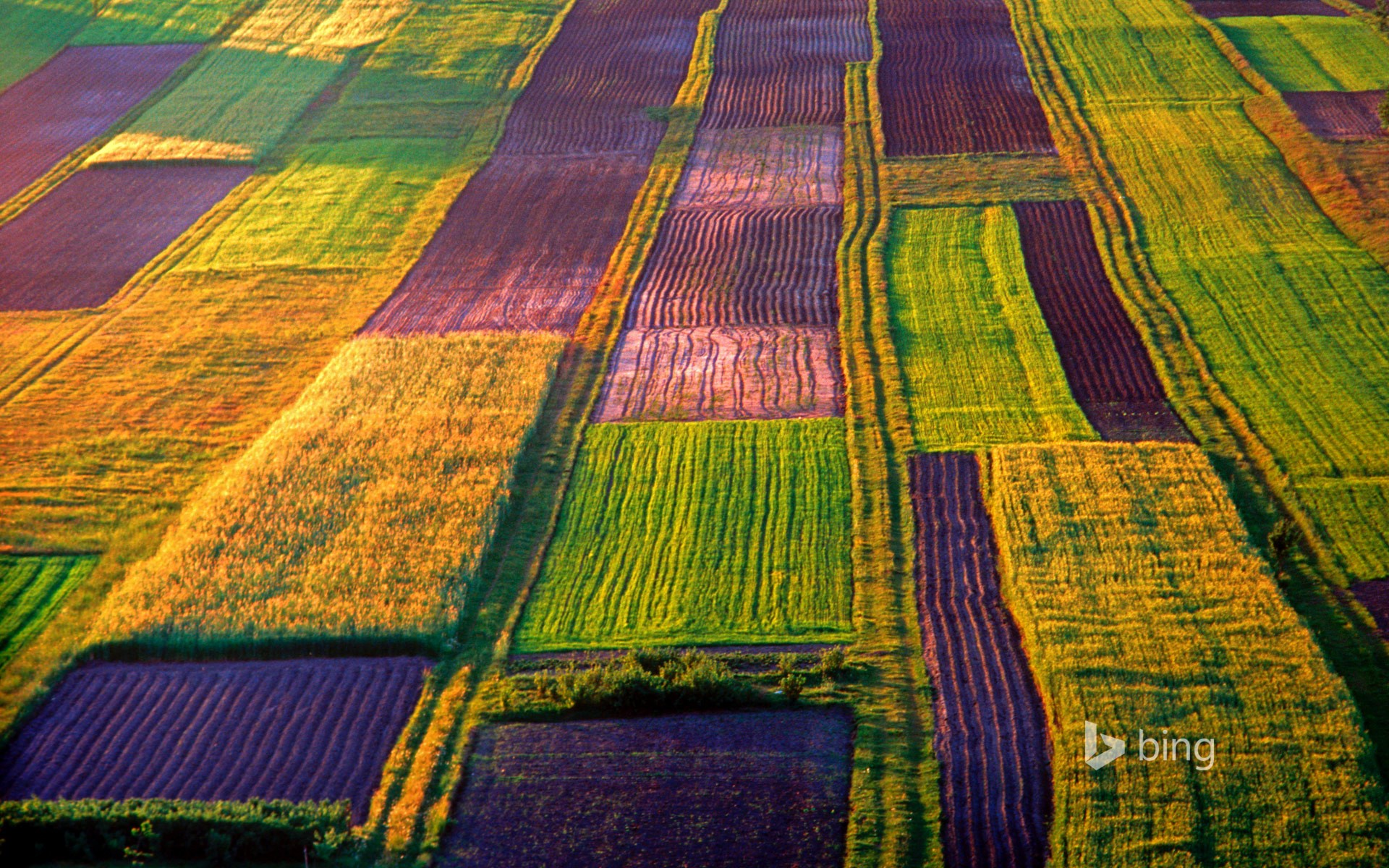 Aerial view of agricultural fields in Roztocze, Poland HD Wallpaper