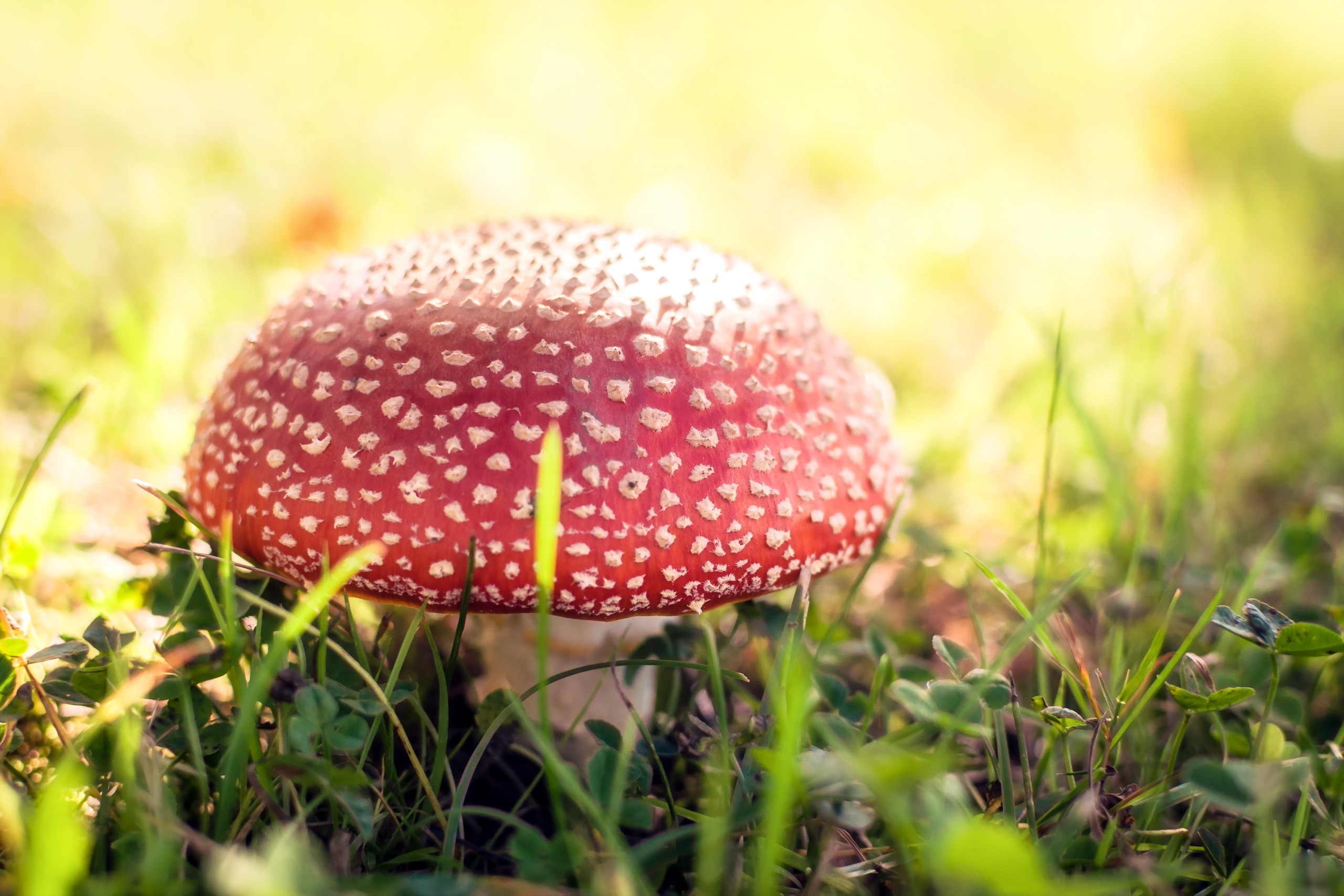 Red and white spotted mushroom in grass HD Wallpaper