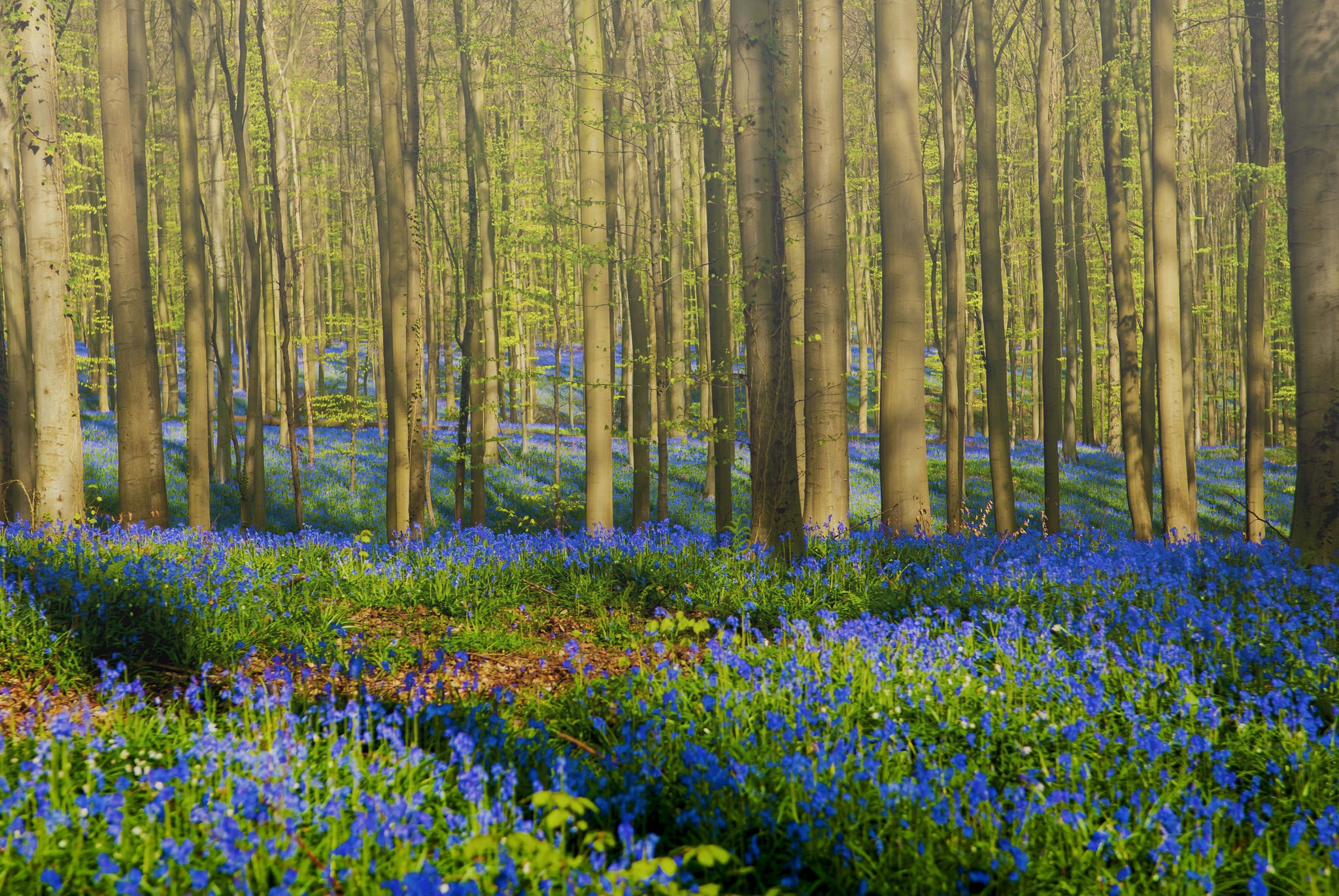 Forest floor covered in bluebells with tall trees HD Wallpaper