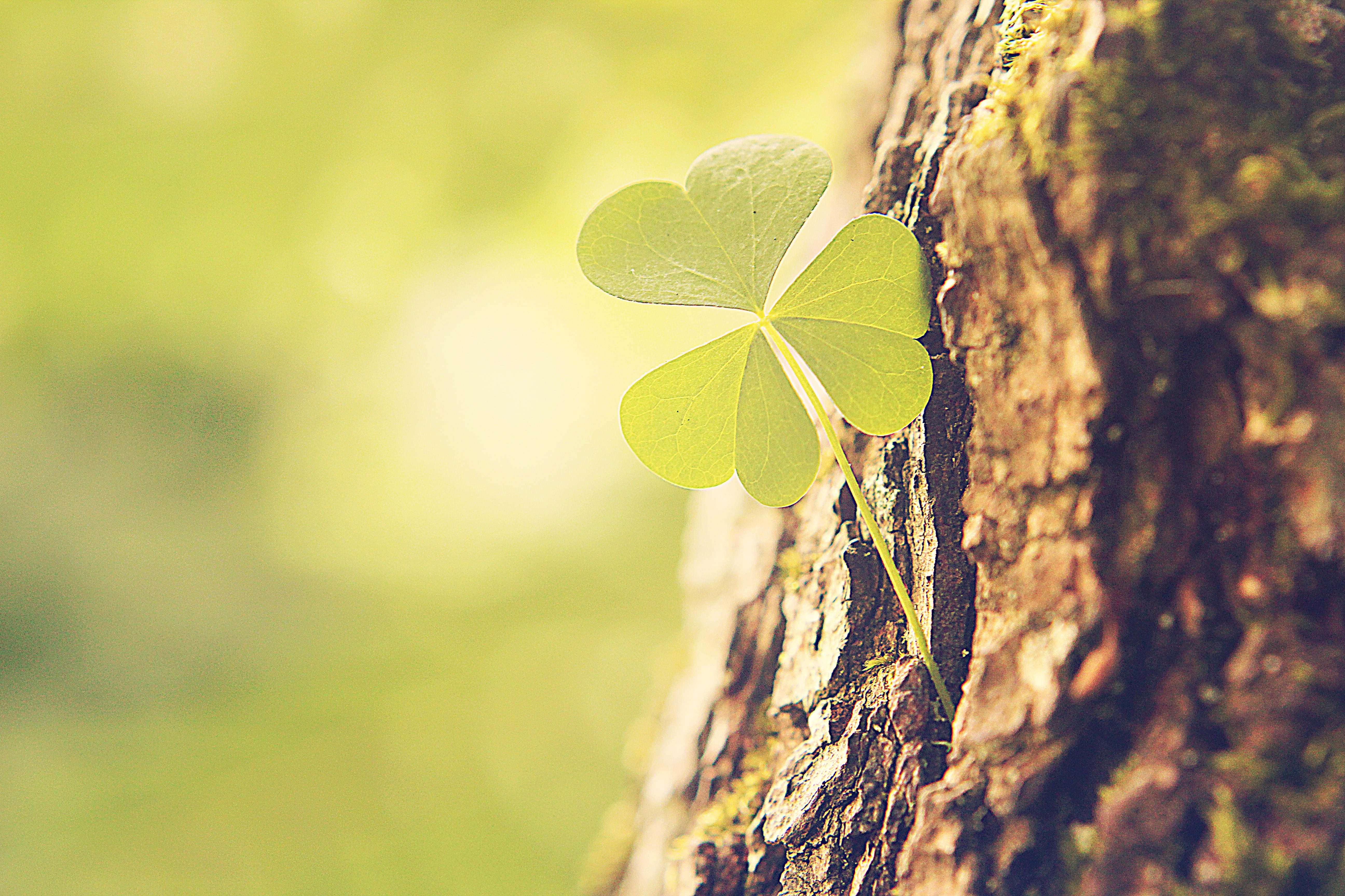 Clover growing on a tree trunk HD Wallpaper