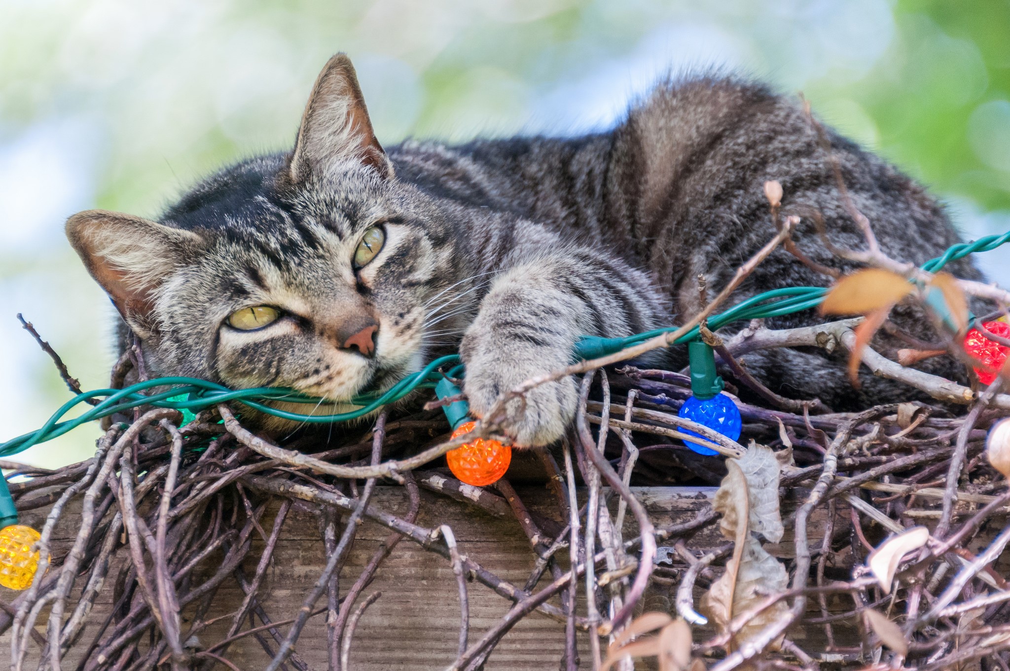 Tabby cat resting on a fence with Christmas lights HD Wallpaper