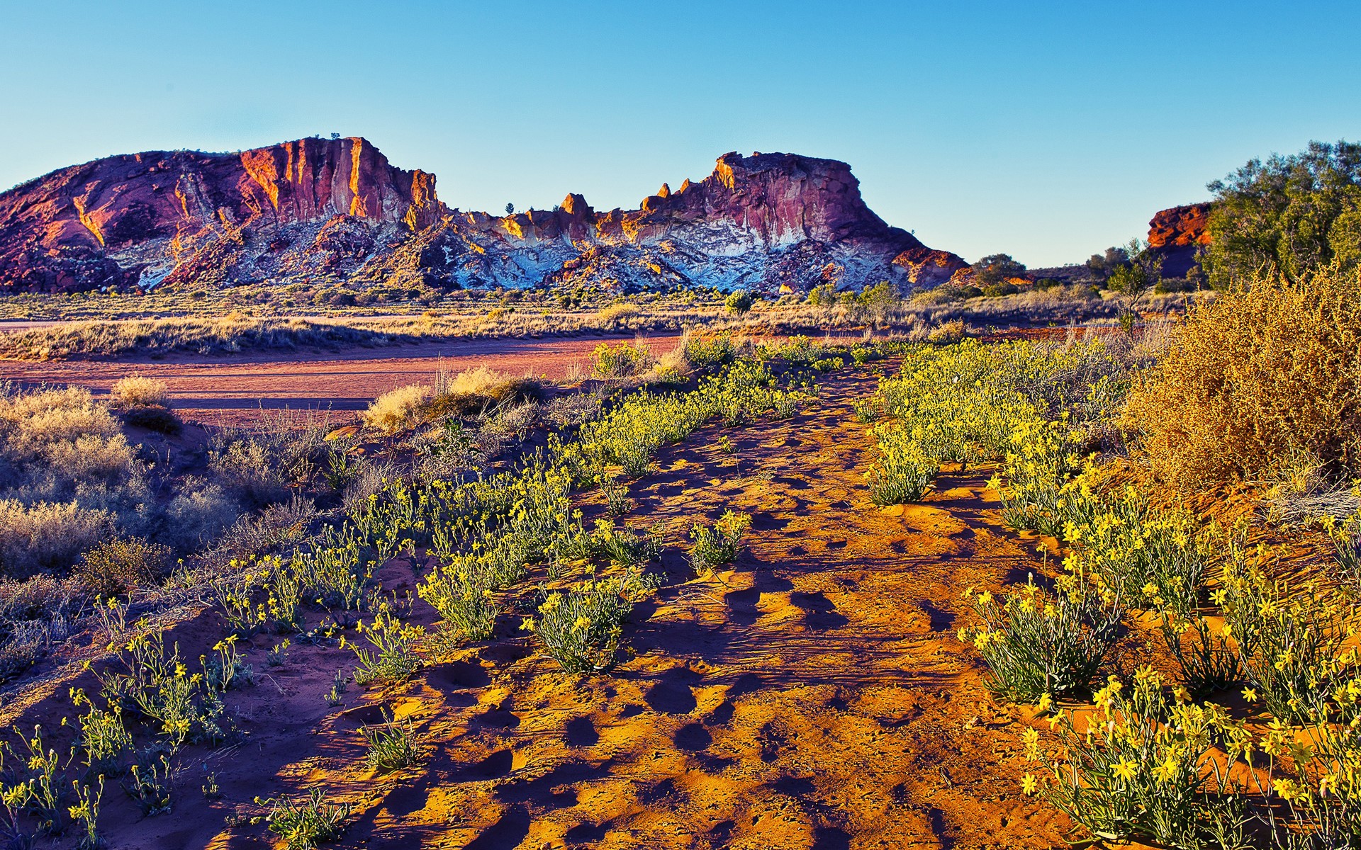 Desert landscape with colorful mountains and yellow flowers HD Wallpaper
