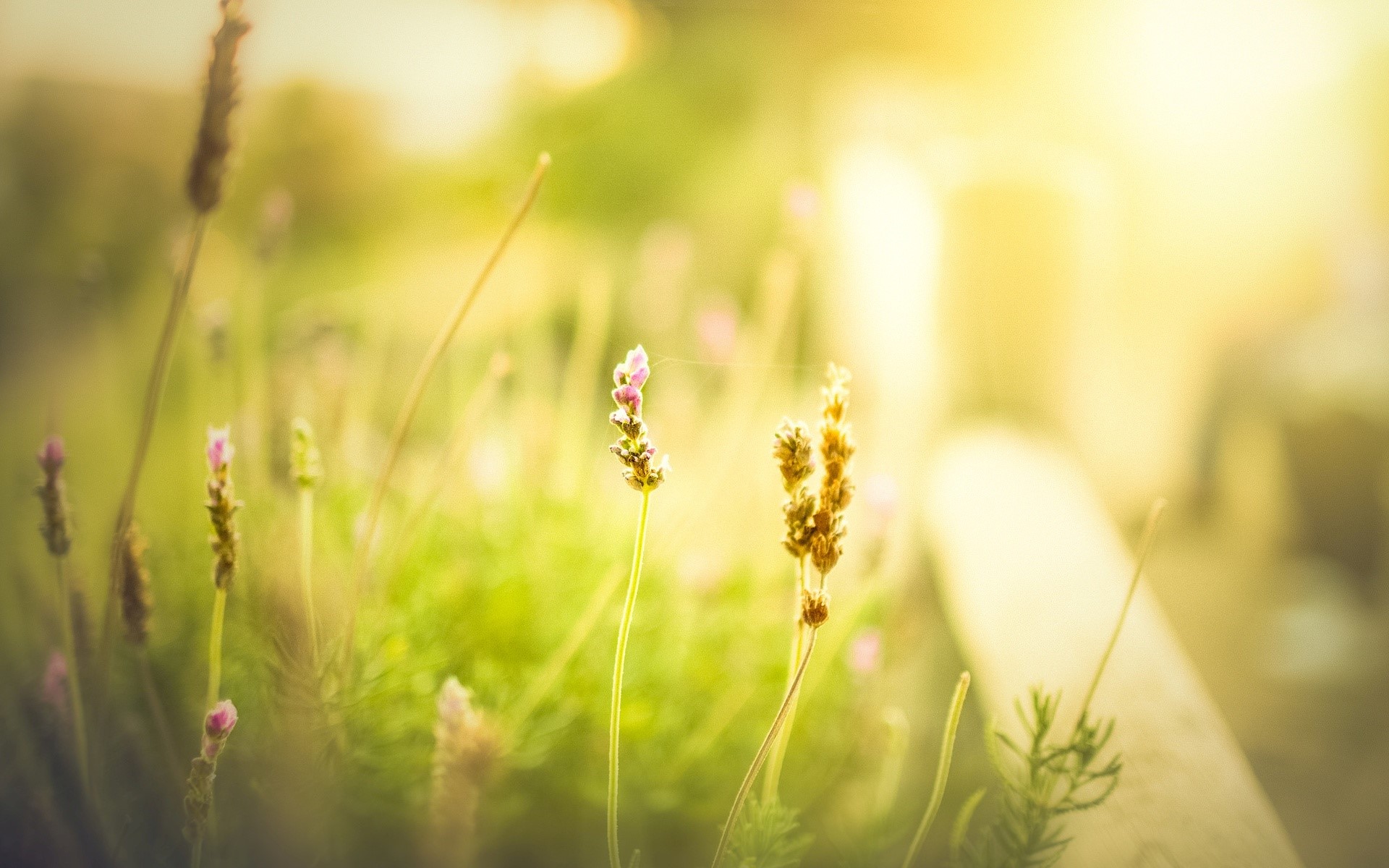 Close-up of lavender flowers in sunlight HD Wallpaper