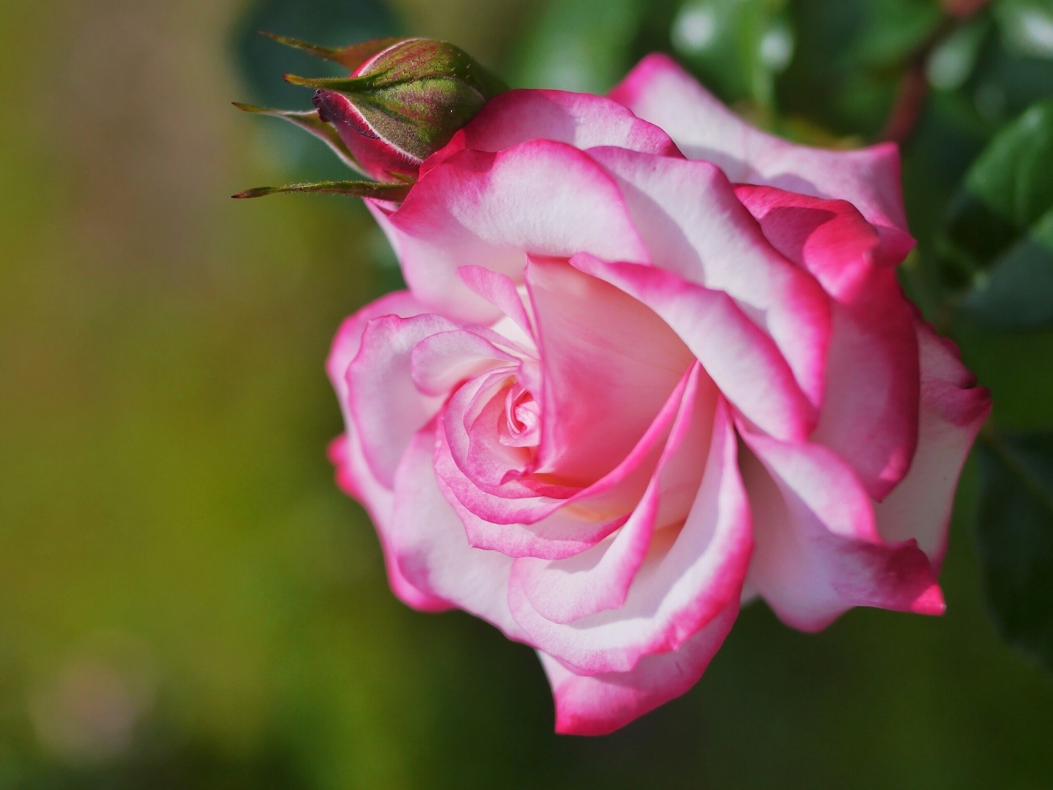 Pink and white rose with bud HD Wallpaper