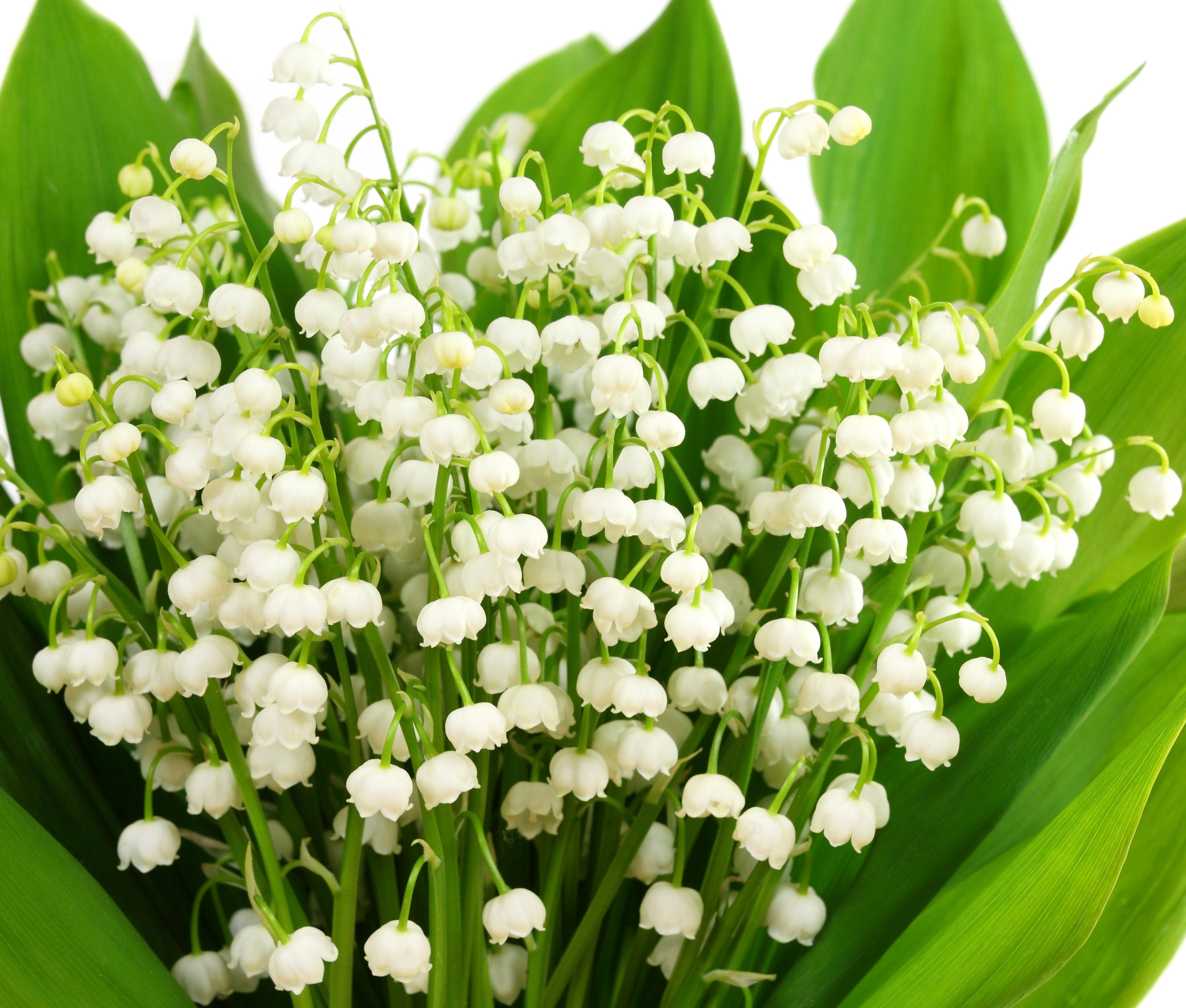 Bouquet of Lily of the Valley flowers HD Wallpaper