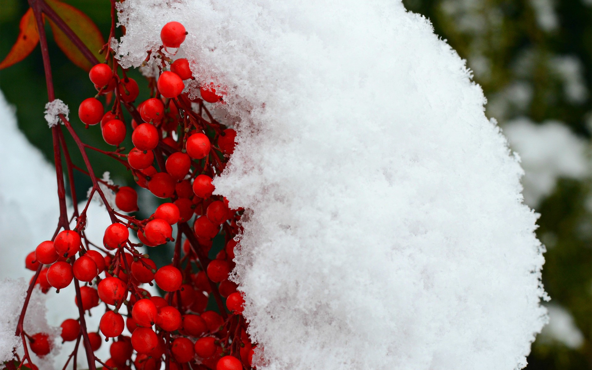 Red berries covered in snow HD Wallpaper