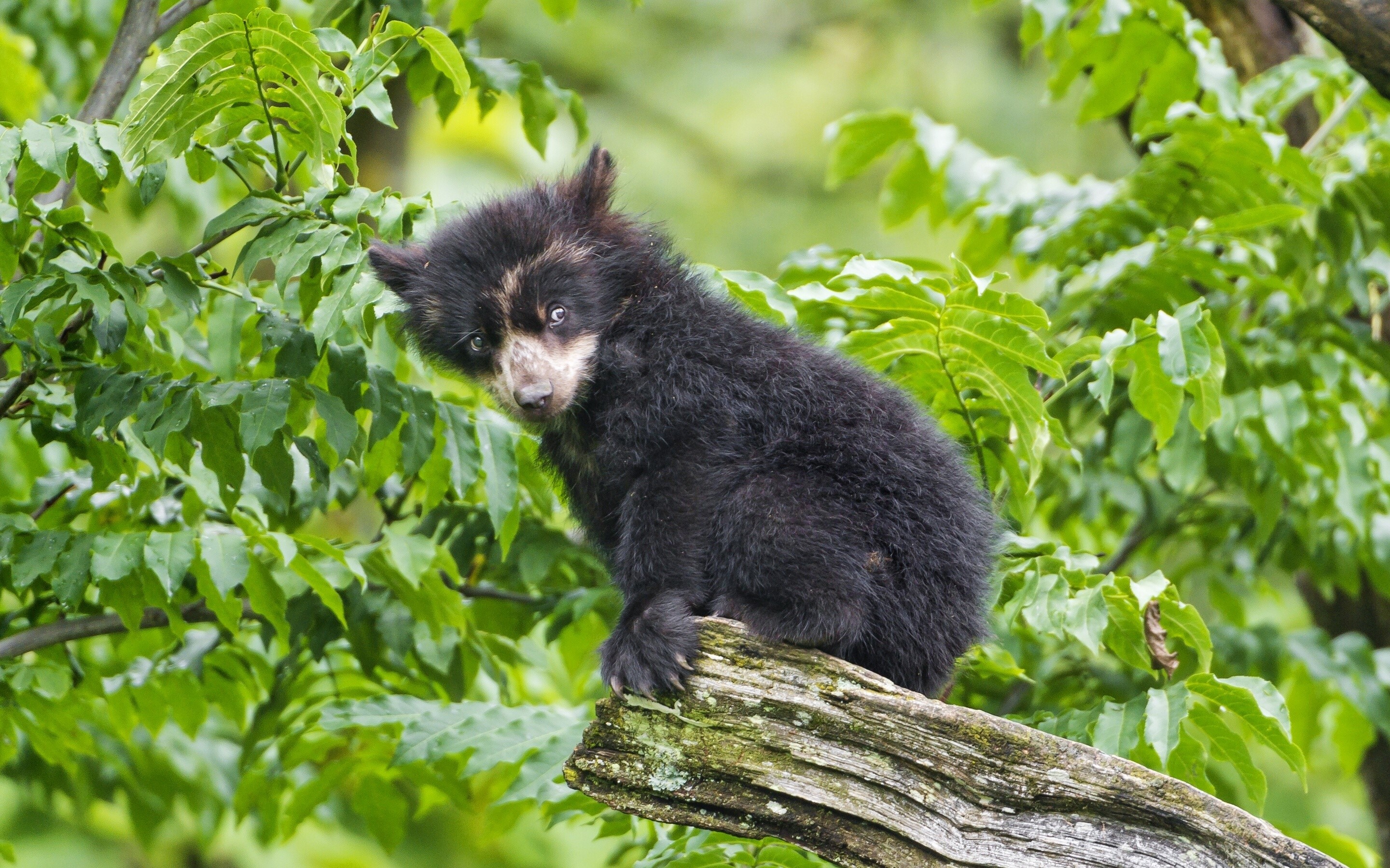 Spectacled bear cub on a tree branch HD Wallpaper