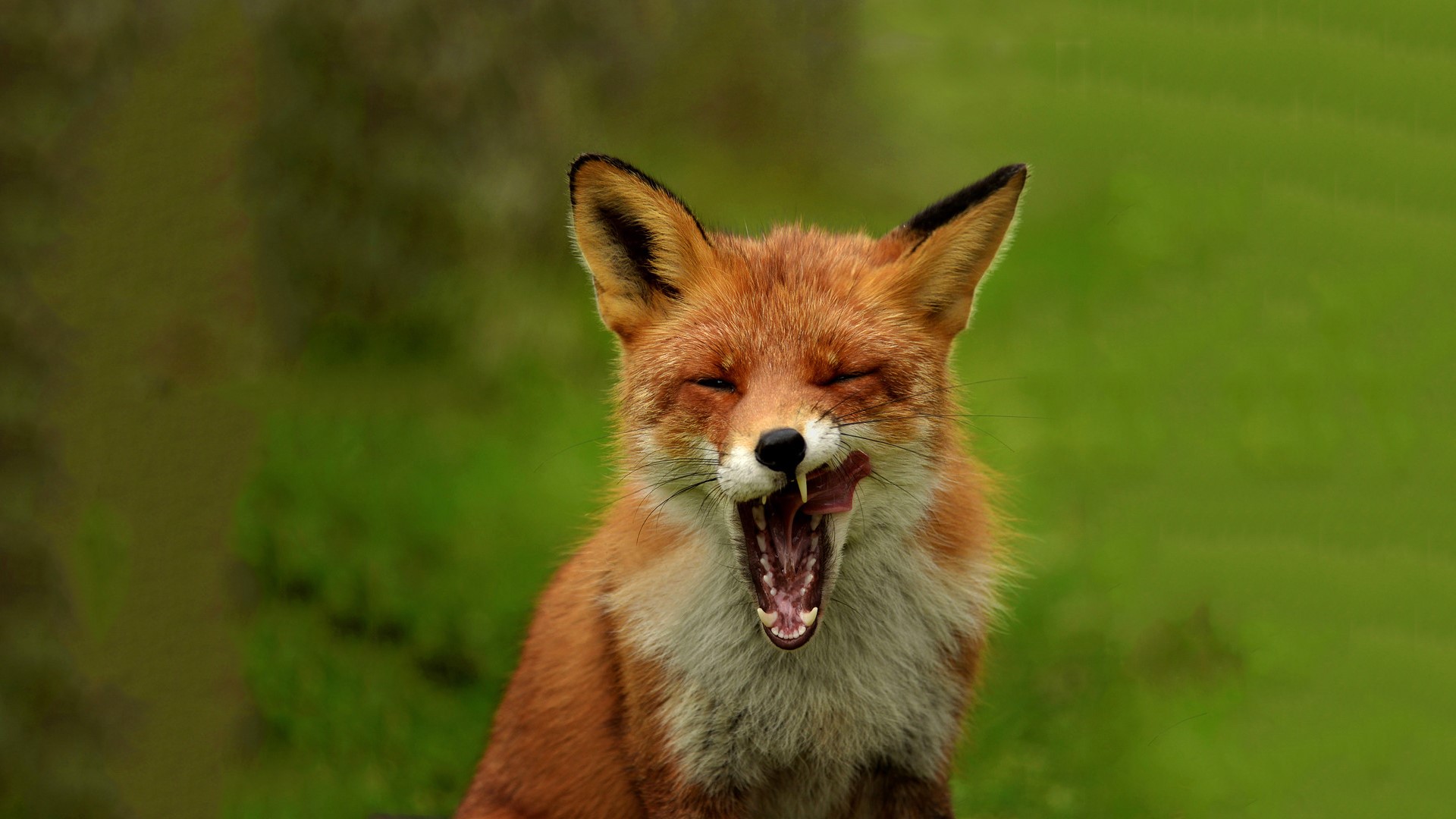 A fox yawns widely in a green field HD Wallpaper