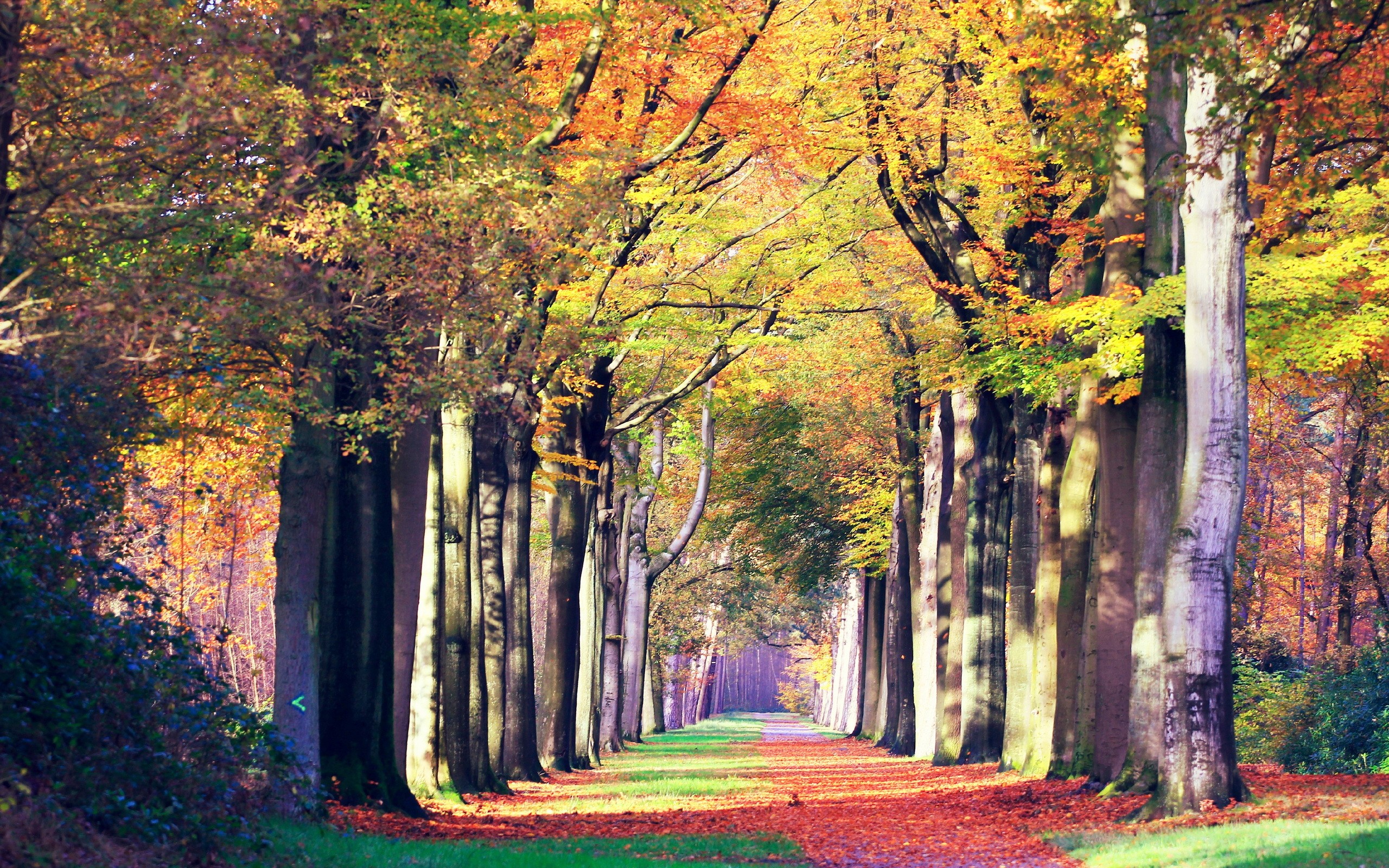 Autumn trees lining a path HD Wallpaper