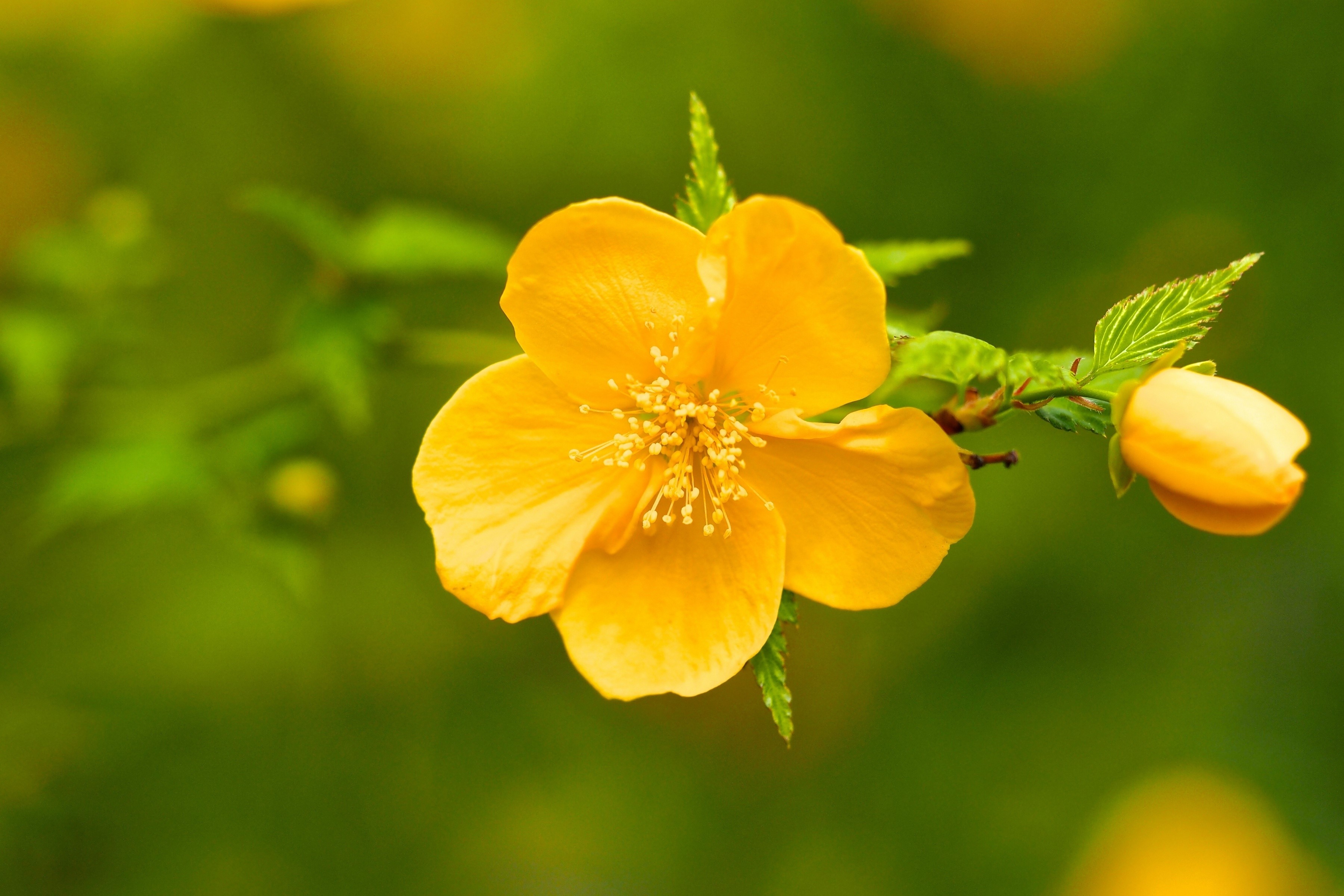 Yellow Kerria Japonica flower HD Wallpaper