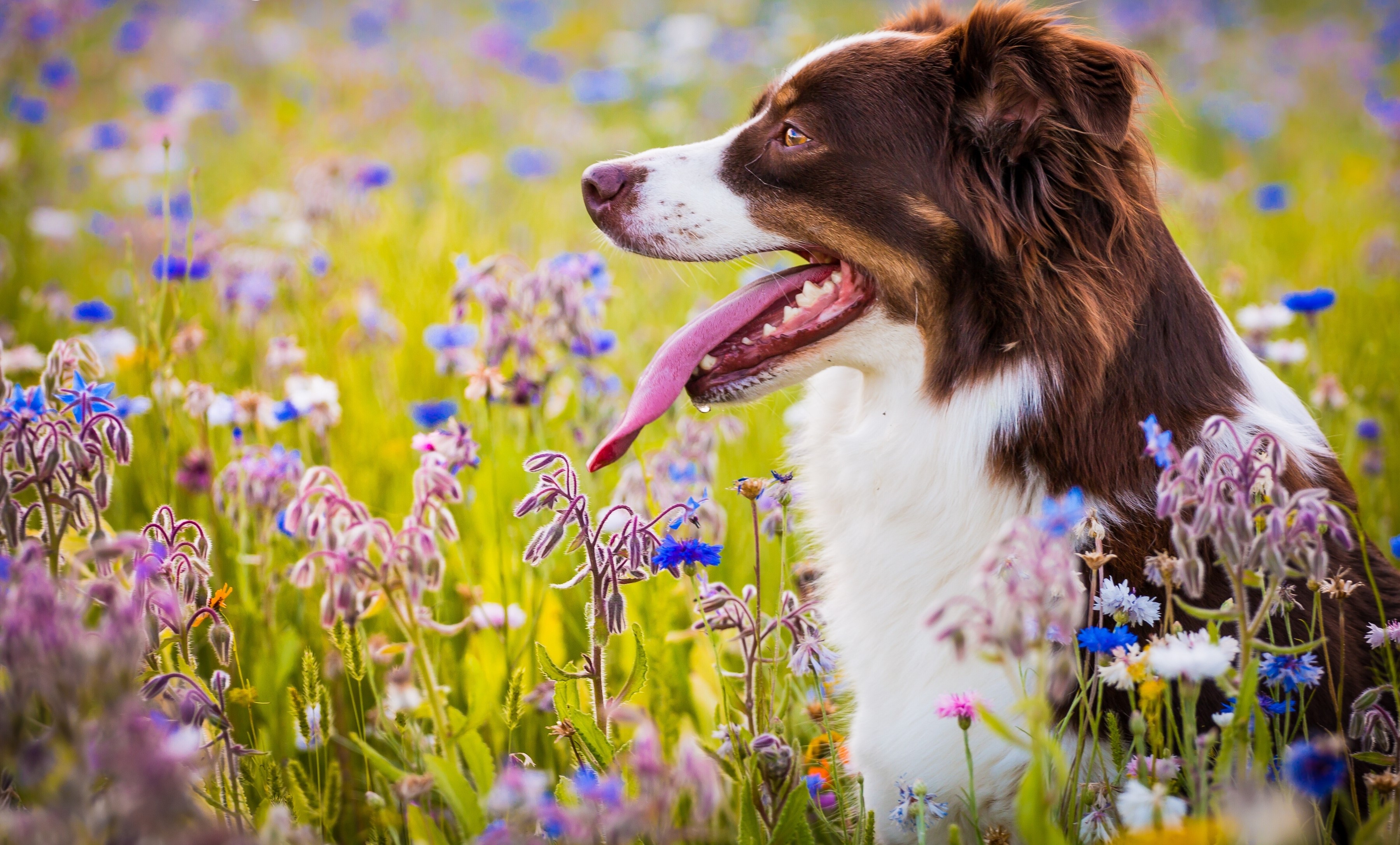 Brown and white Border Collie dog in a field of flowers HD Wallpaper