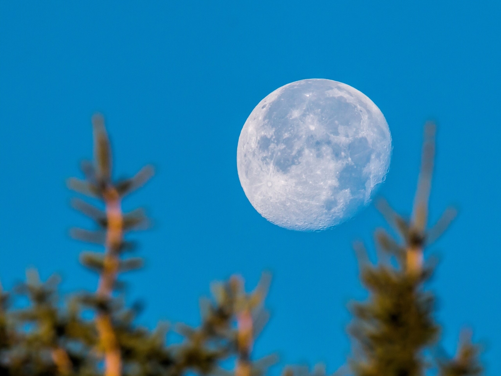 Full Moon over Pine Trees HD Wallpaper