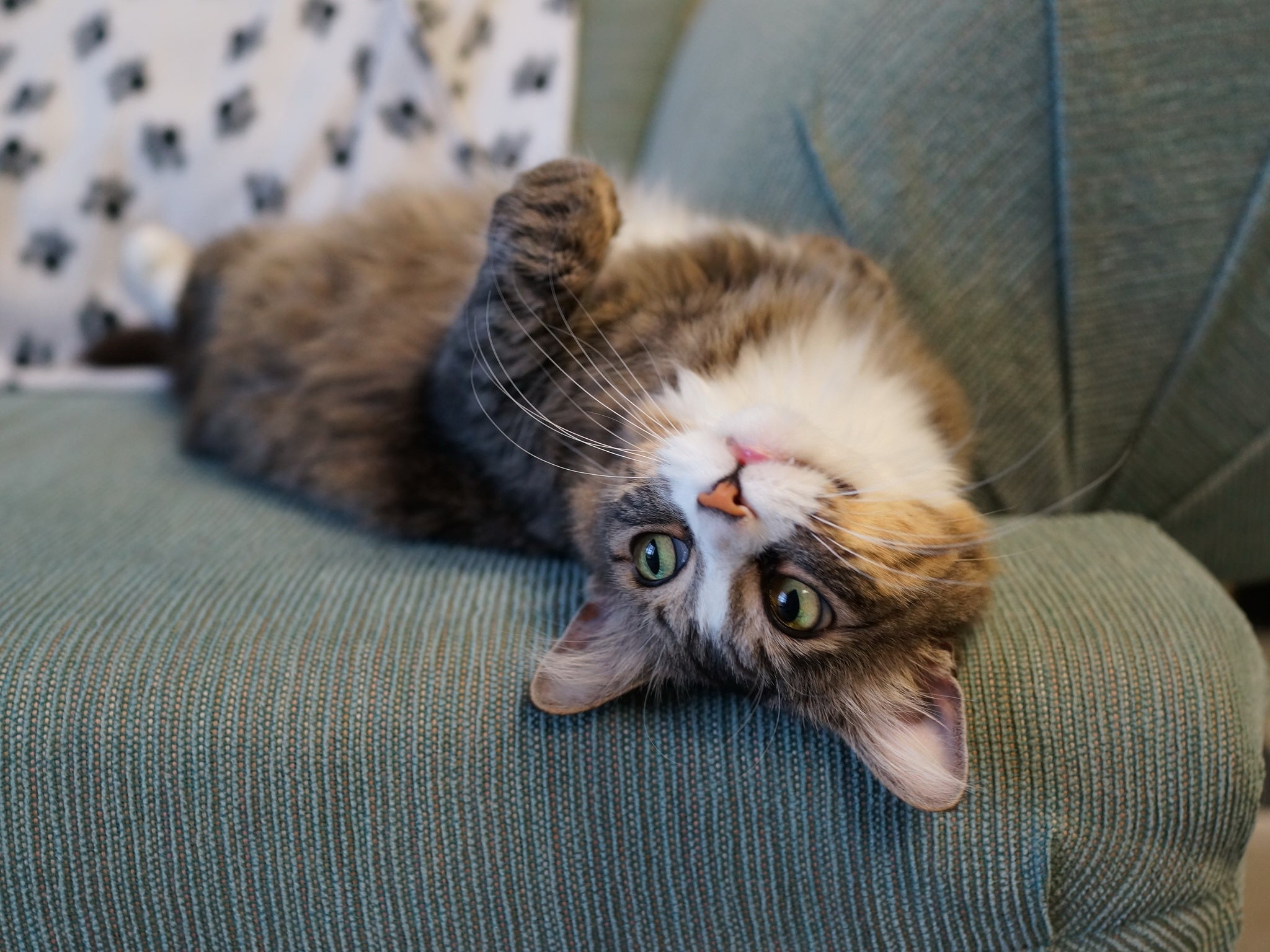 Cat lying on its back on a couch HD Wallpaper