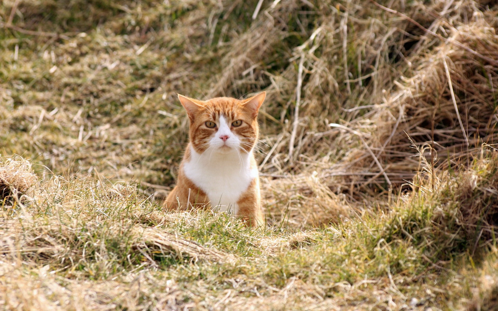 Orange and white cat sitting in dry grass HD Wallpaper