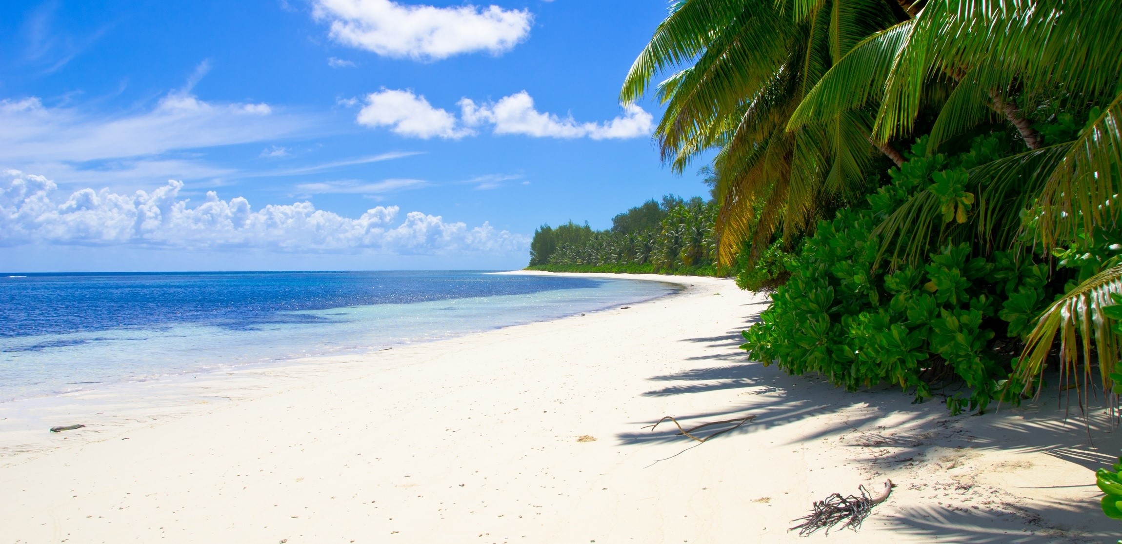 Tropical beach with palm trees and blue ocean HD Wallpaper
