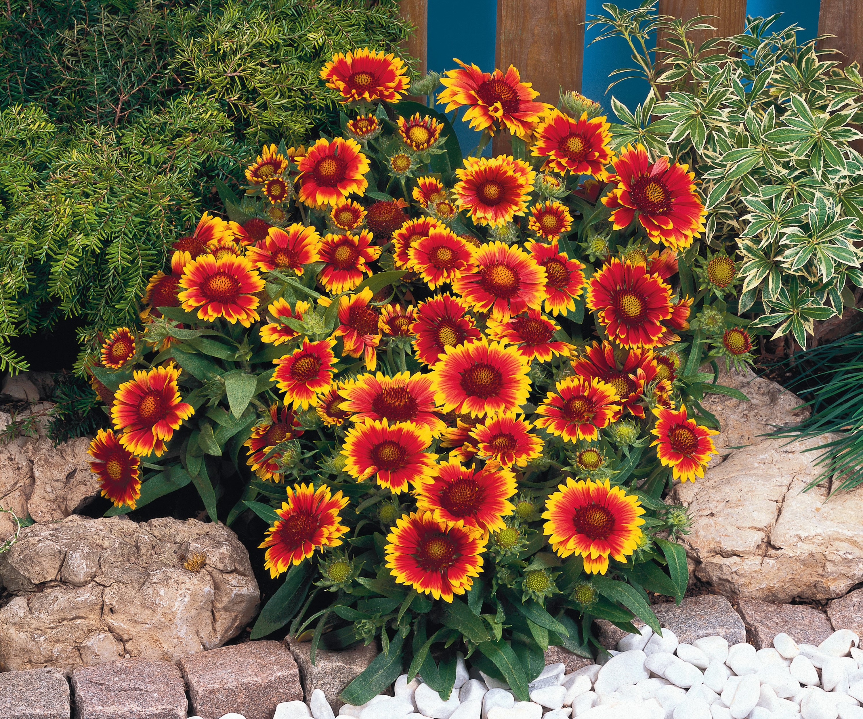 Blanket flowers in a garden bed HD Wallpaper