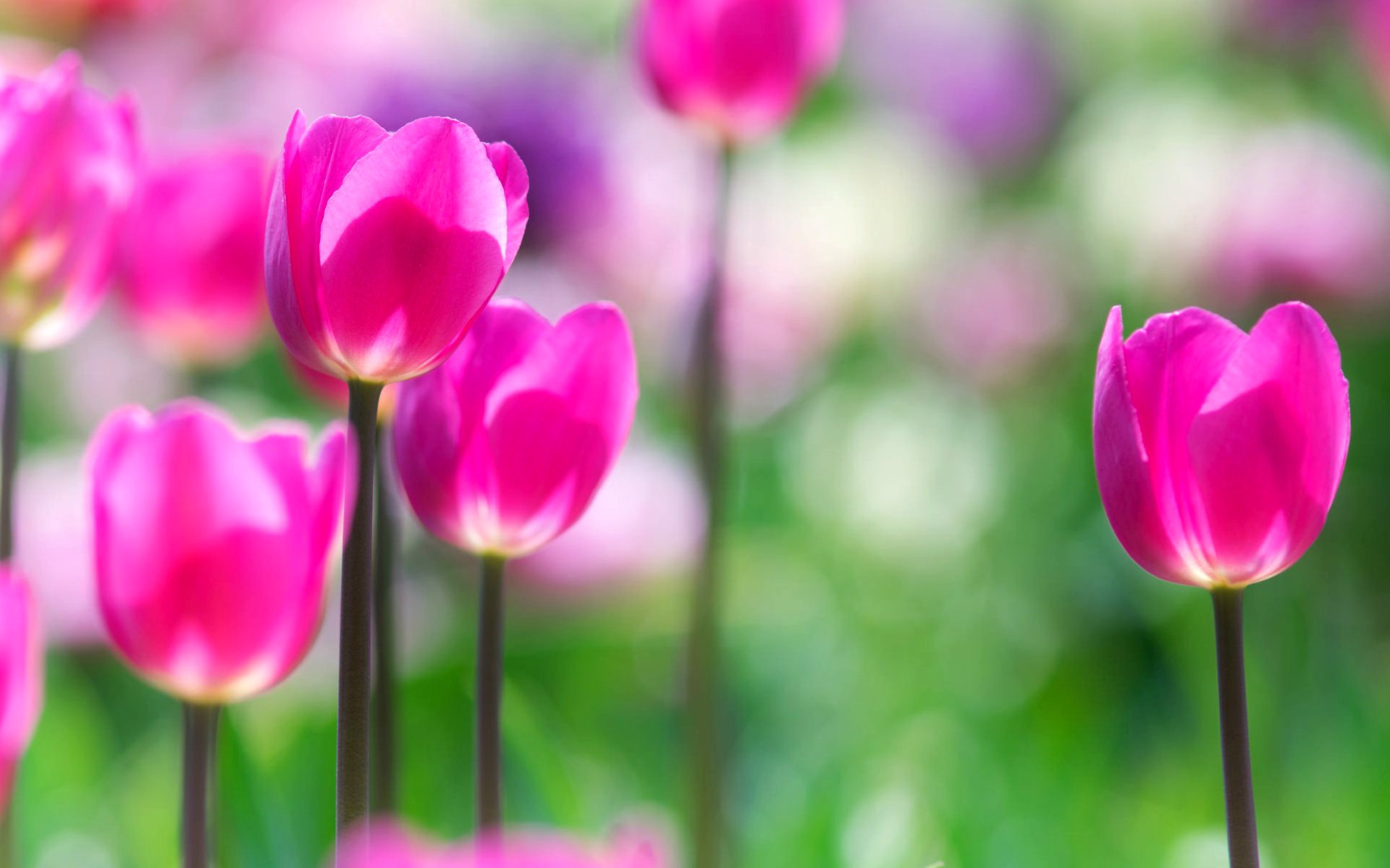 Pink tulips in a field with bokeh background HD Wallpaper