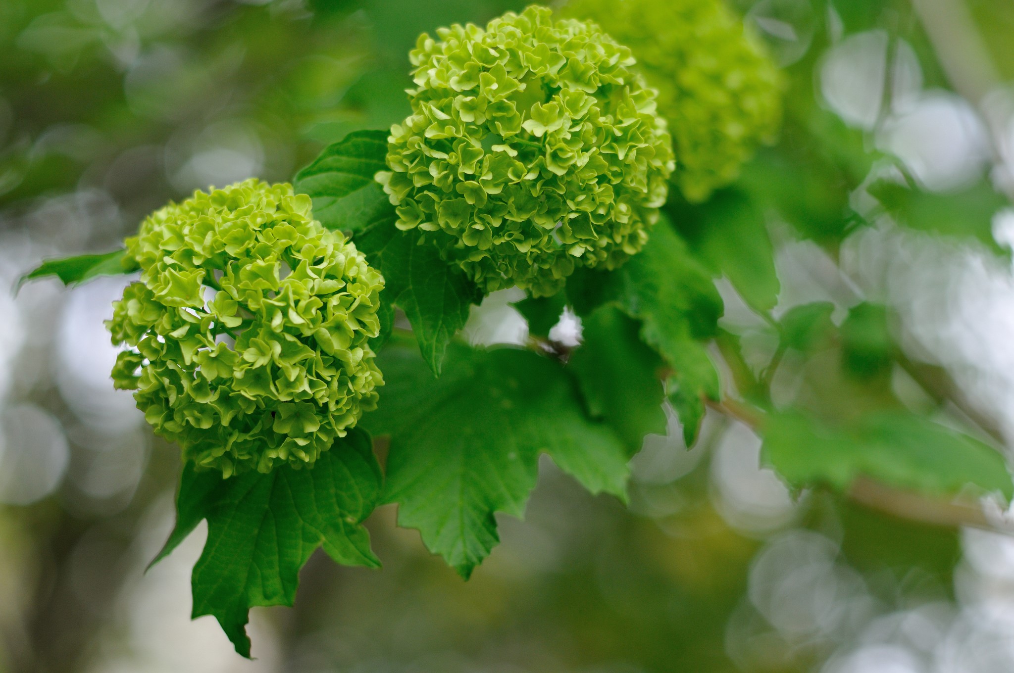 Green snowball viburnum flowers on a branch HD Wallpaper