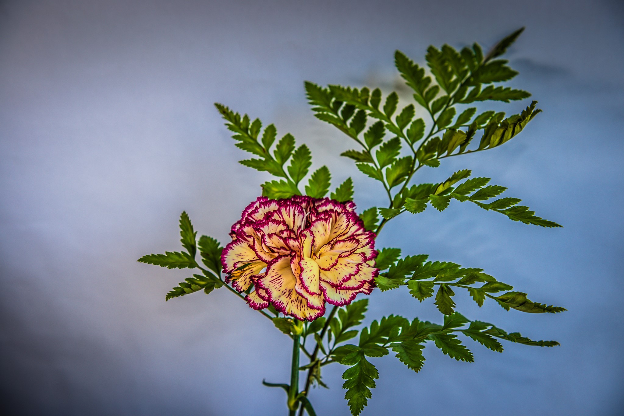 Carnation flower with fern foliage HD Wallpaper