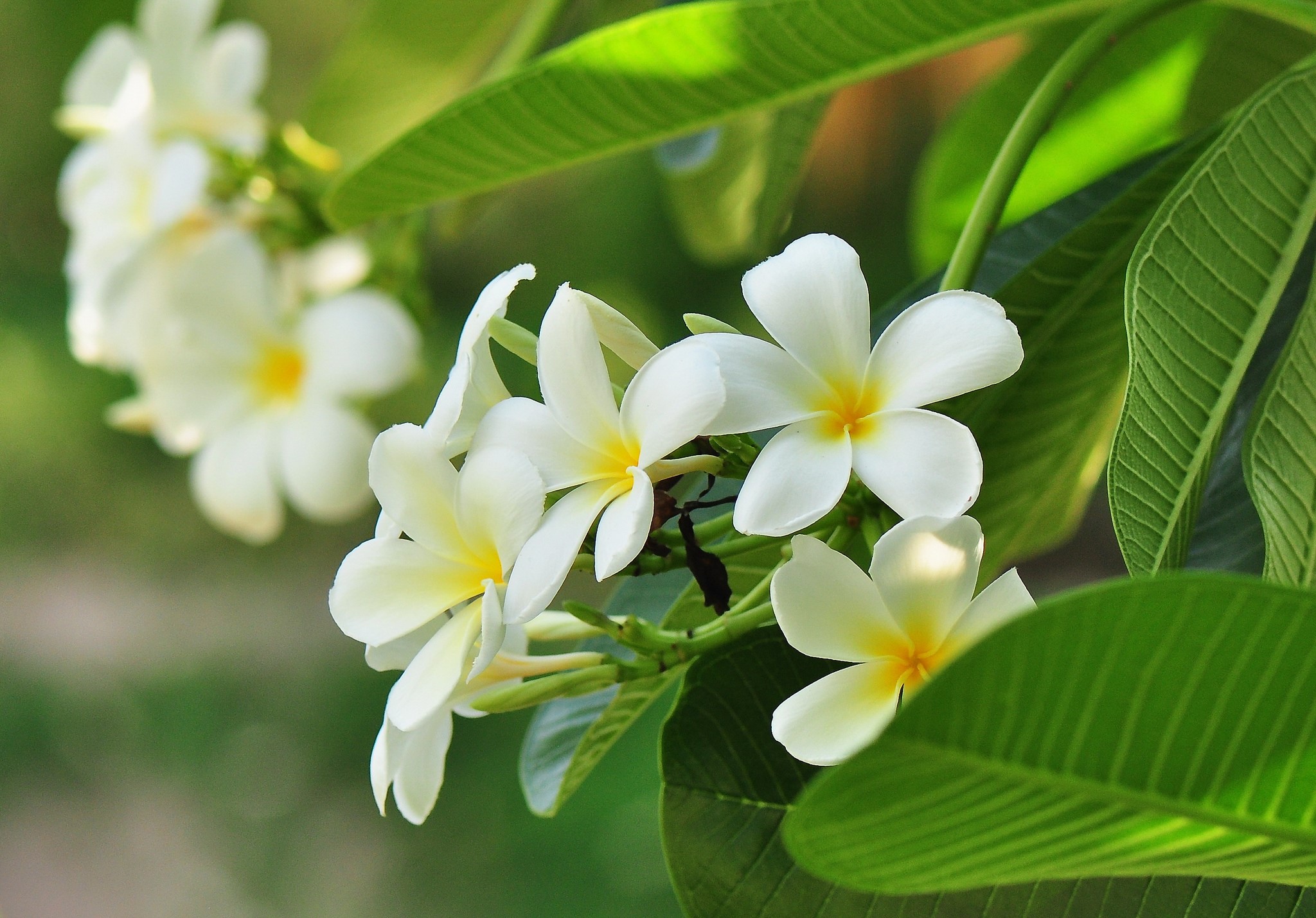 White Plumeria flowers with green foliage HD Wallpaper