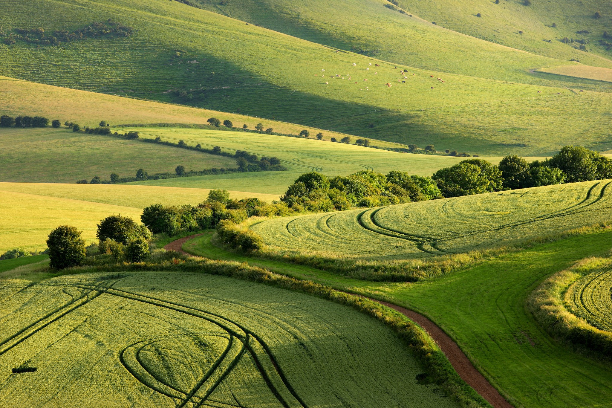 Rolling green hills and fields in South Downs National Park, England HD Wallpaper