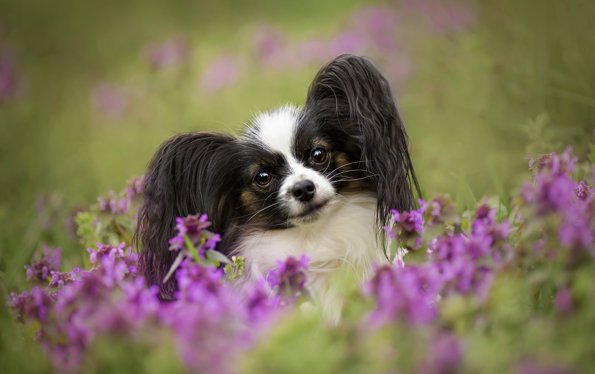 Papillon dog peeking through purple flowers HD Wallpaper