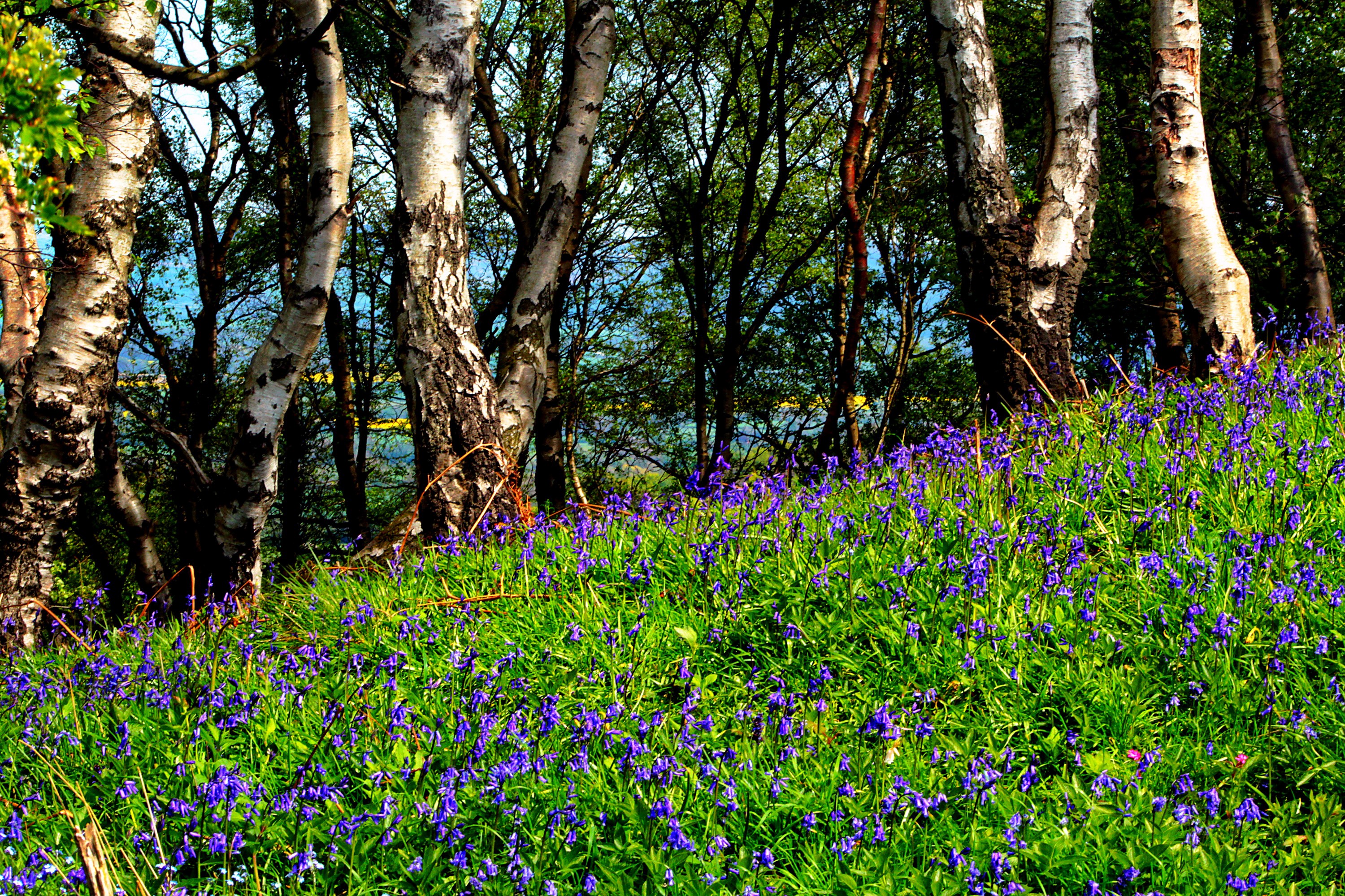 Bluebells and Birch Trees in a Forest HD Wallpaper