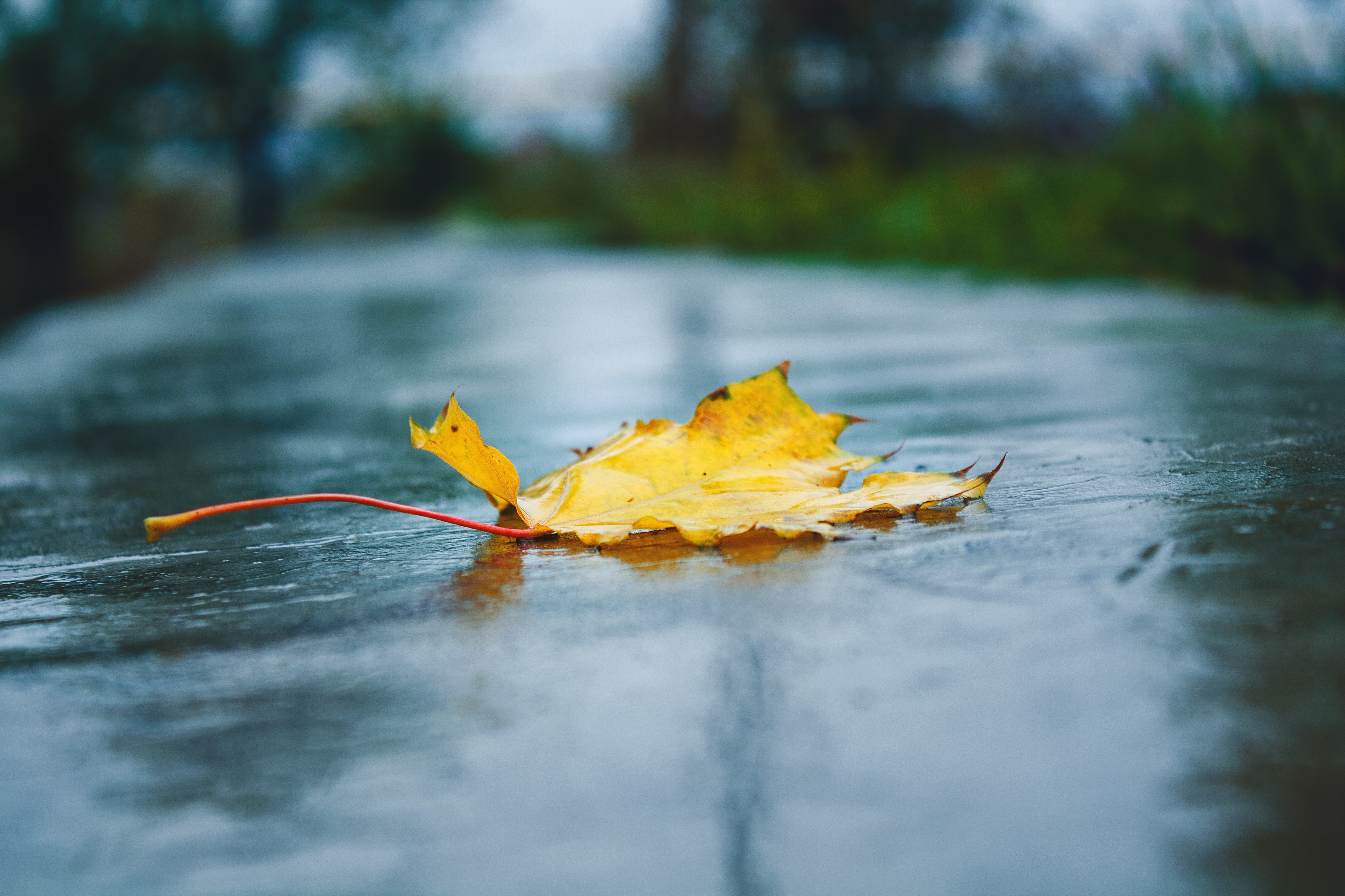 Yellow autumn leaf on wet surface HD Wallpaper