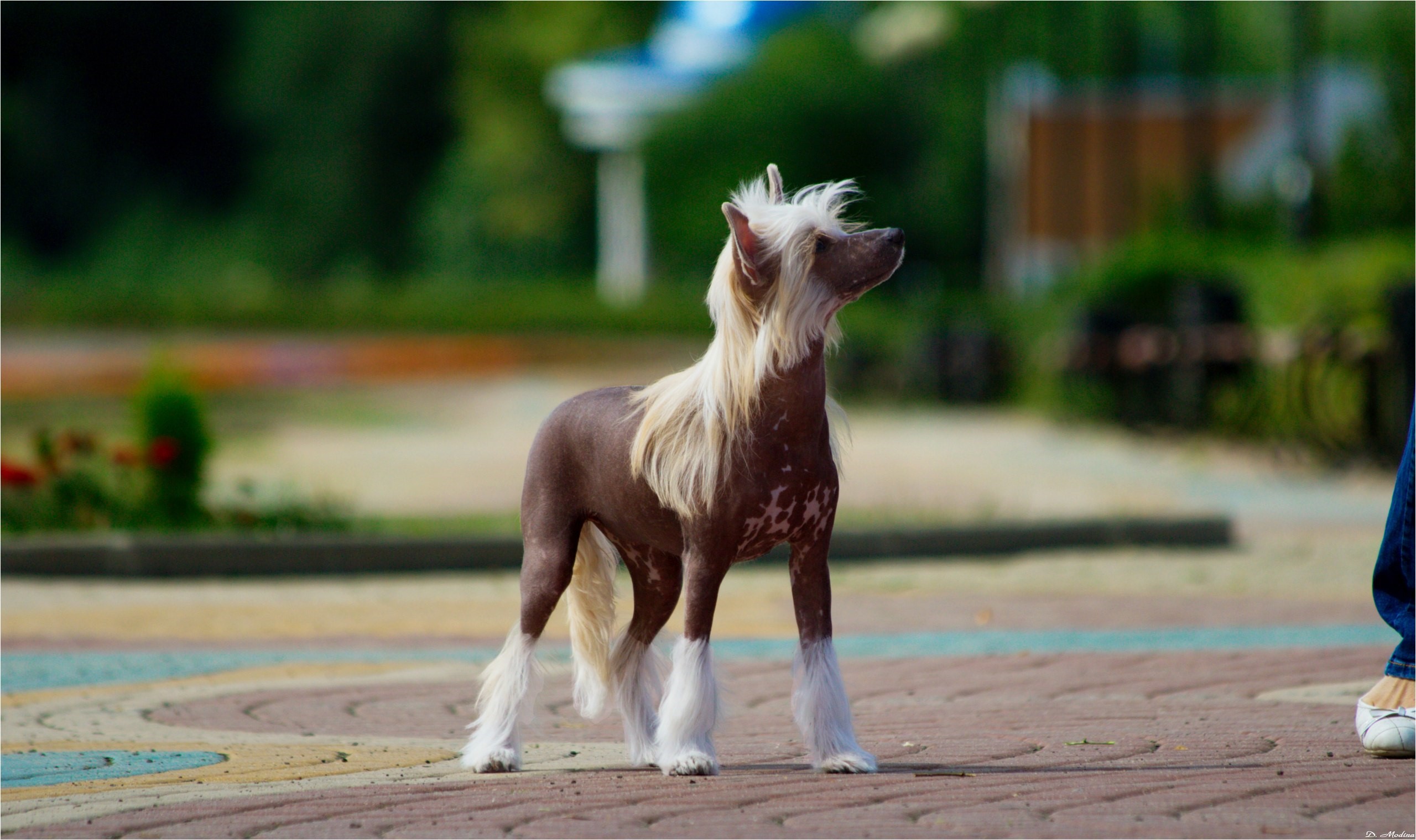 Chinese Crested dog standing on a patterned walkway HD Wallpaper