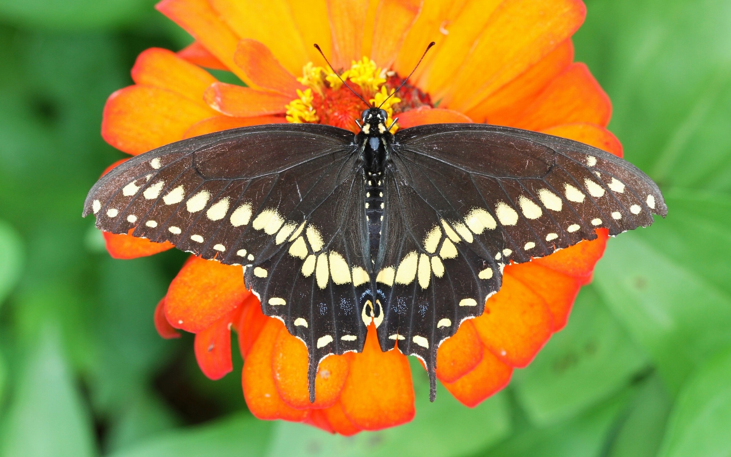 Black butterfly with yellow spots on orange flower HD Wallpaper