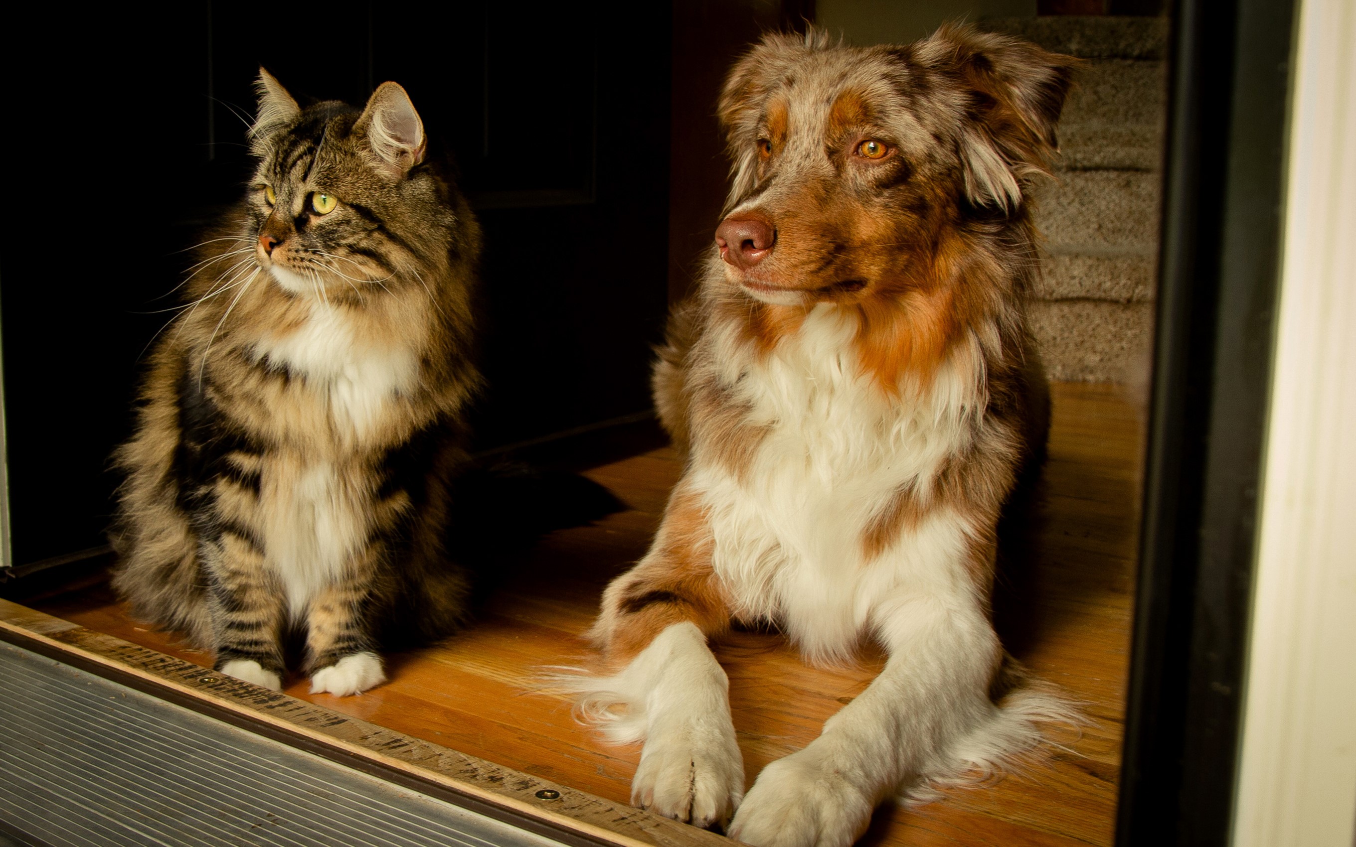 Cat and Australian Shepherd dog looking away HD Wallpaper