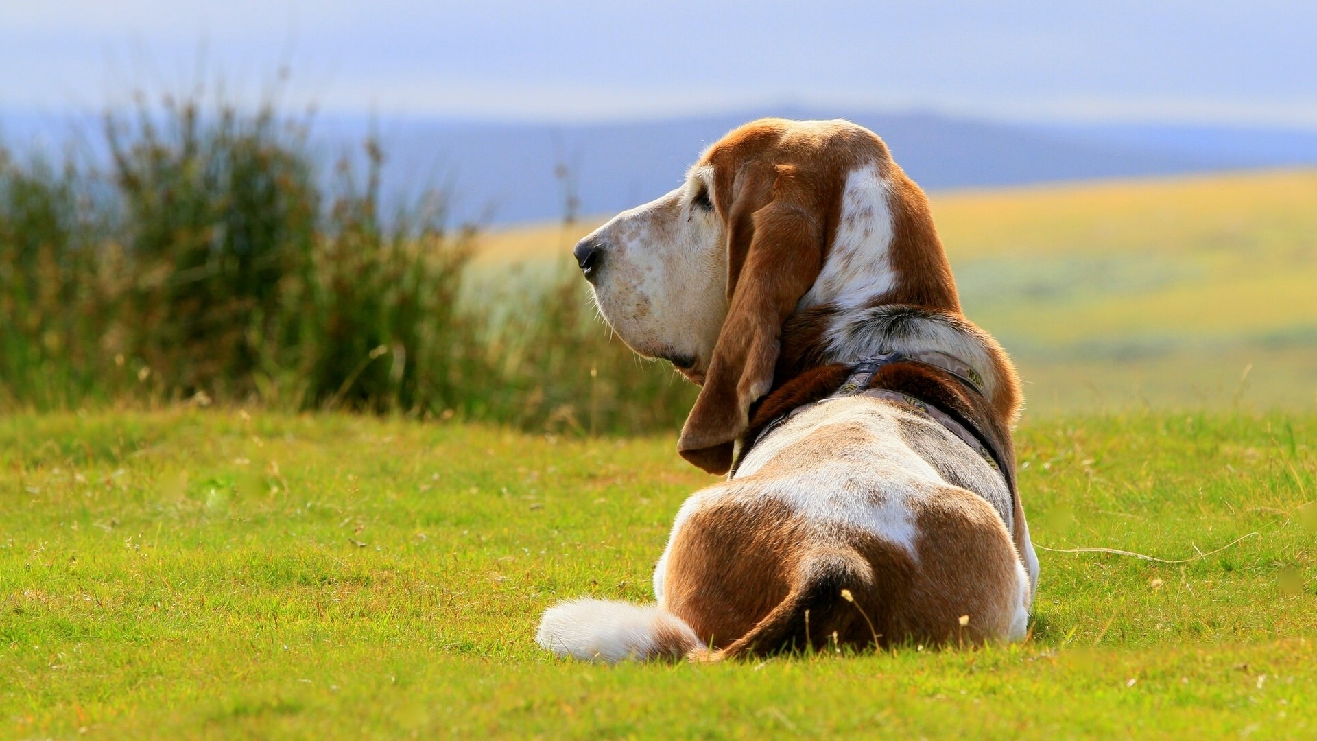 Basset Hound sitting on grass HD Wallpaper