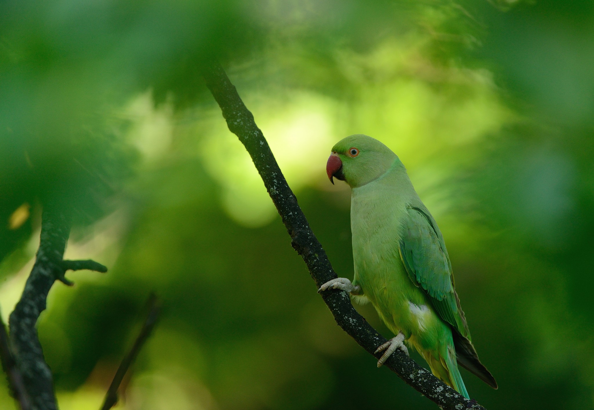 Rose-ringed parakeet perched on a branch HD Wallpaper